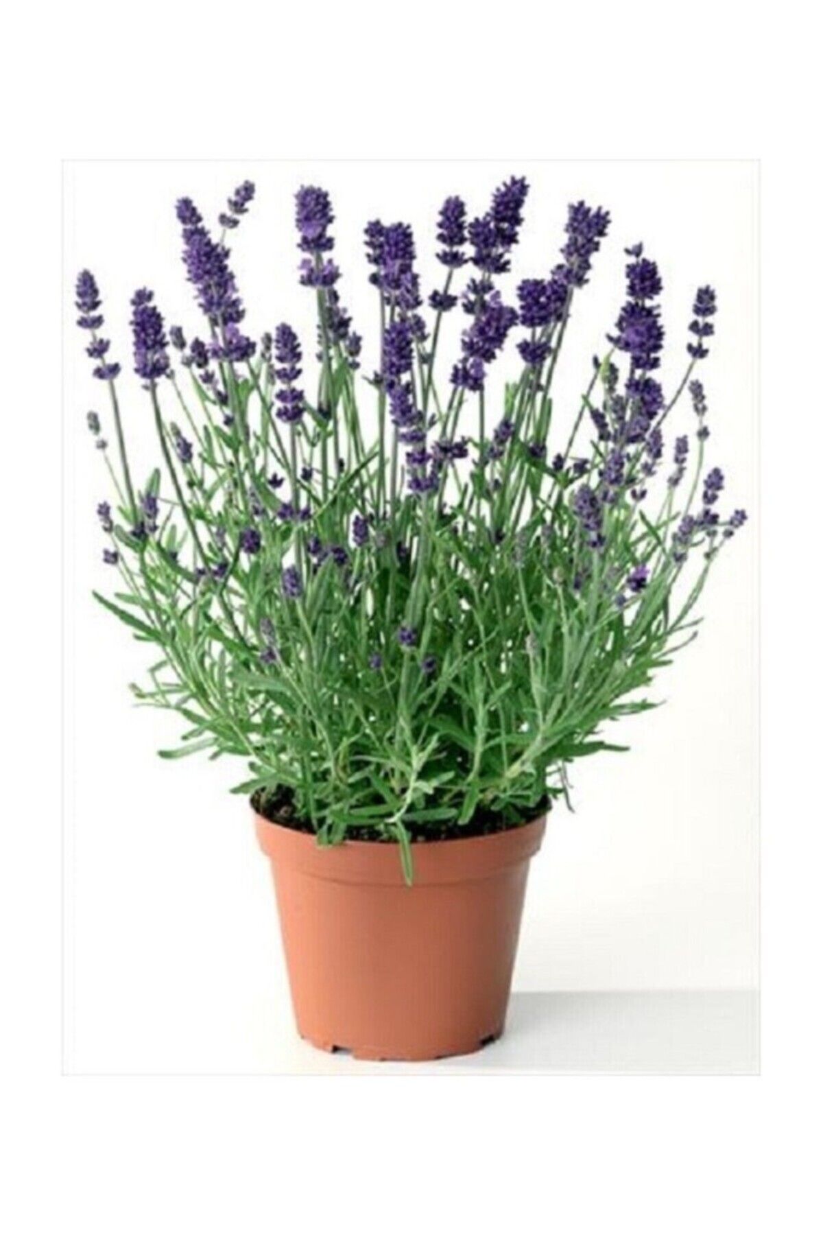 Mimoza Lavanta Çiçeği Kokulu Aromatik Bahar Bitkisi Balkon Bitkisi