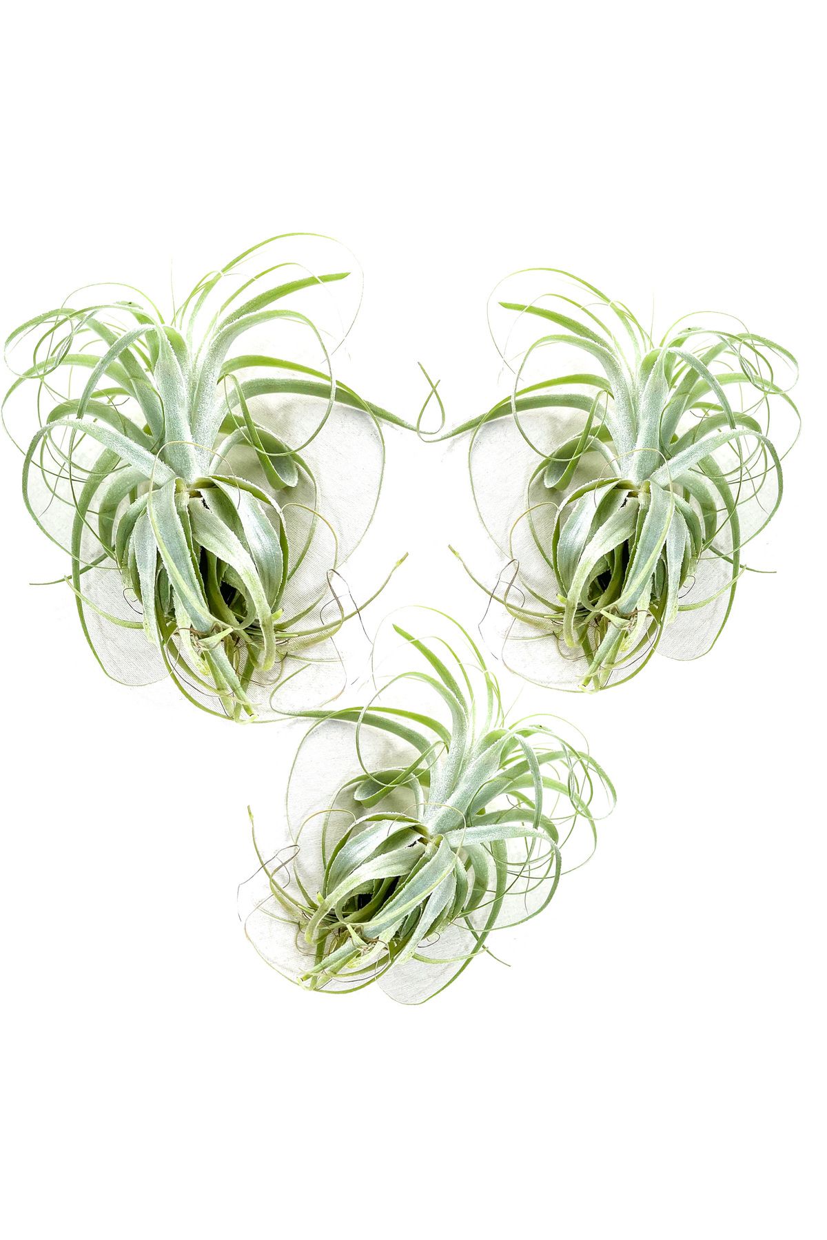Gurme Bitki Tillandsia Gardneri (3 ADET) - Promosyonlu Fiyat Özel Tür Hava Bitkisi Airplant