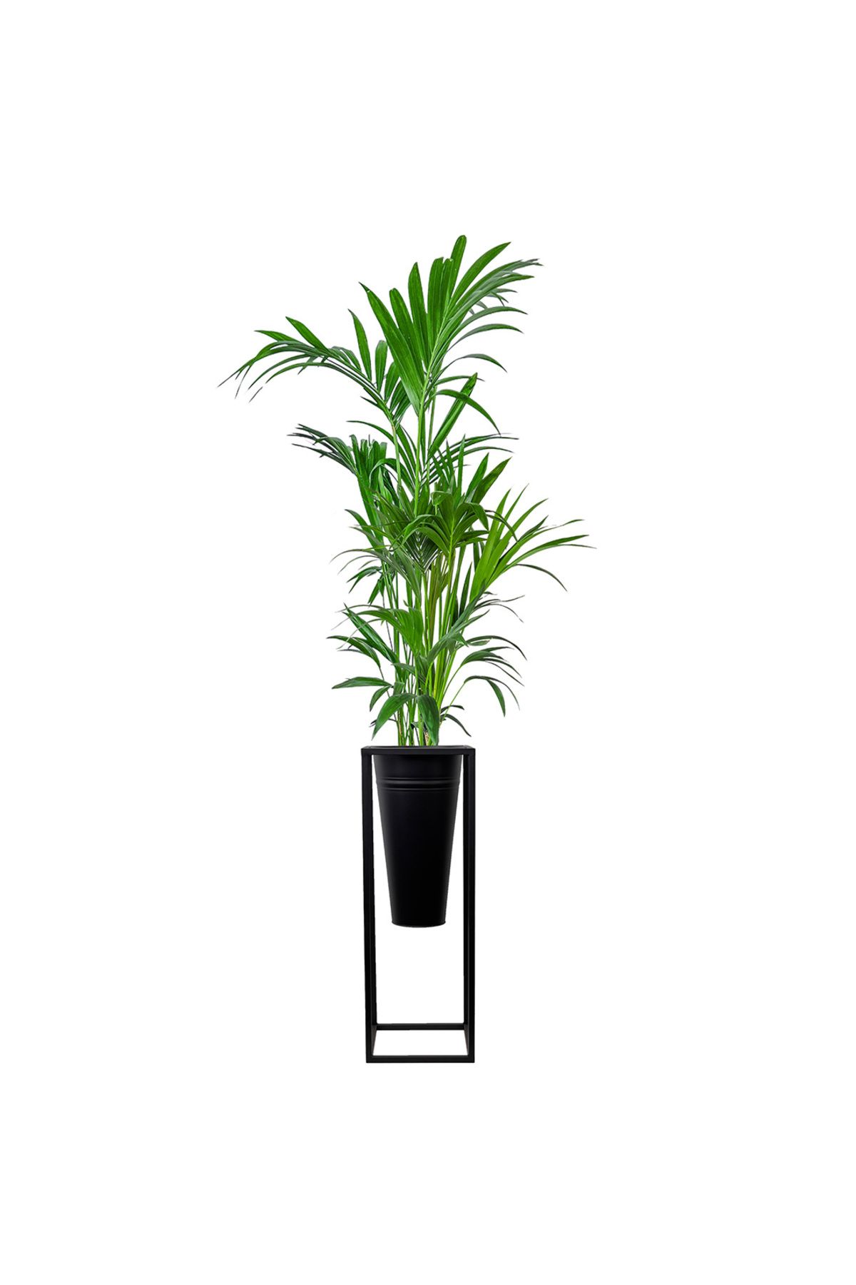 Fidanburada Kentia Palmiyesi Large (Howea Forsteriana) Siyah Ayaklı Siyah Metal Saksılı