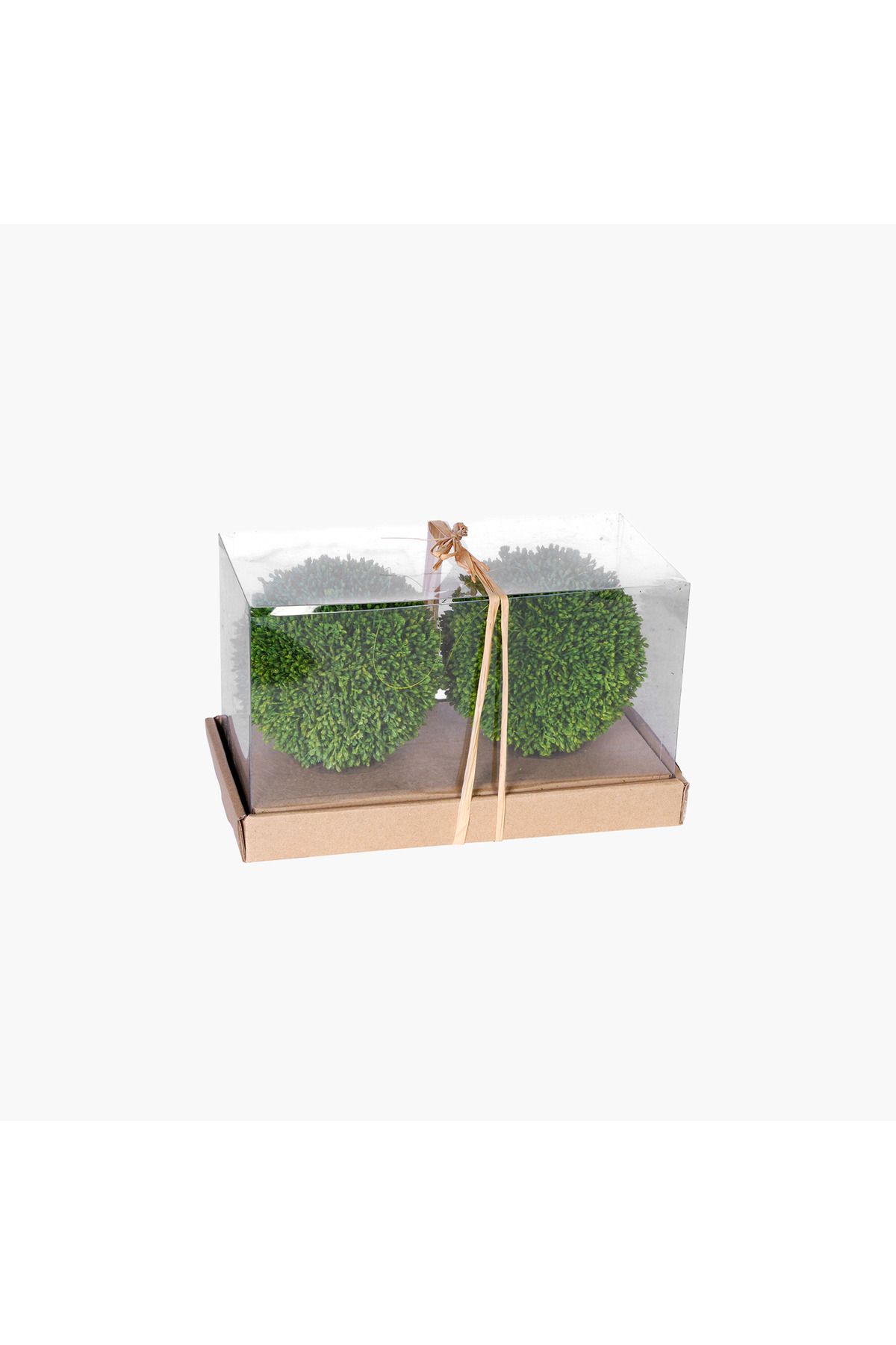 JASMIN CONCEPTS 2'li Yuvarlak Bitki Dekor Set 29.5X15X16.5cm