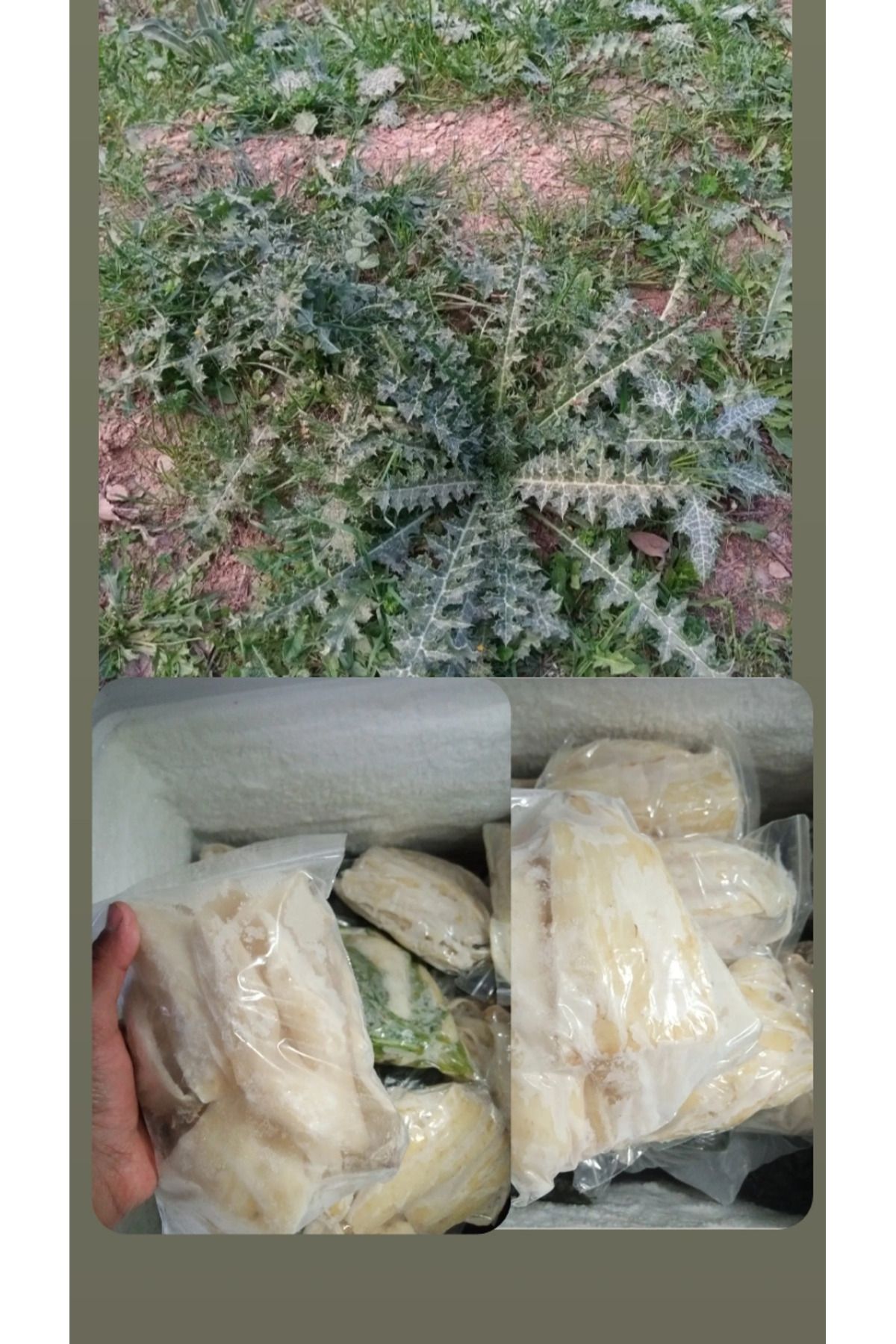 SEGE homemade Pişmiş Şevketi Bostan 1 KG (vakumlu)