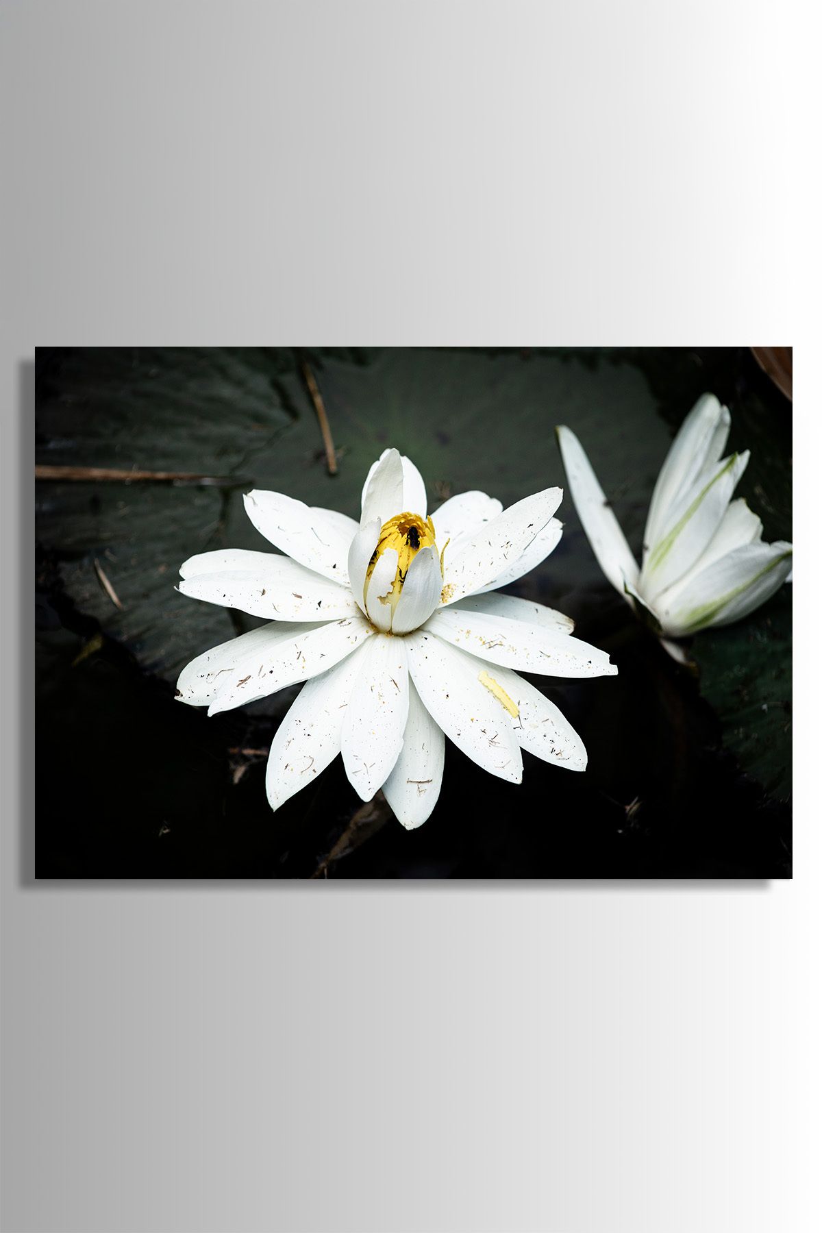 Nejjelo Nilüfer Lotus Cam Tablo Hediyelik Kırılmaz
