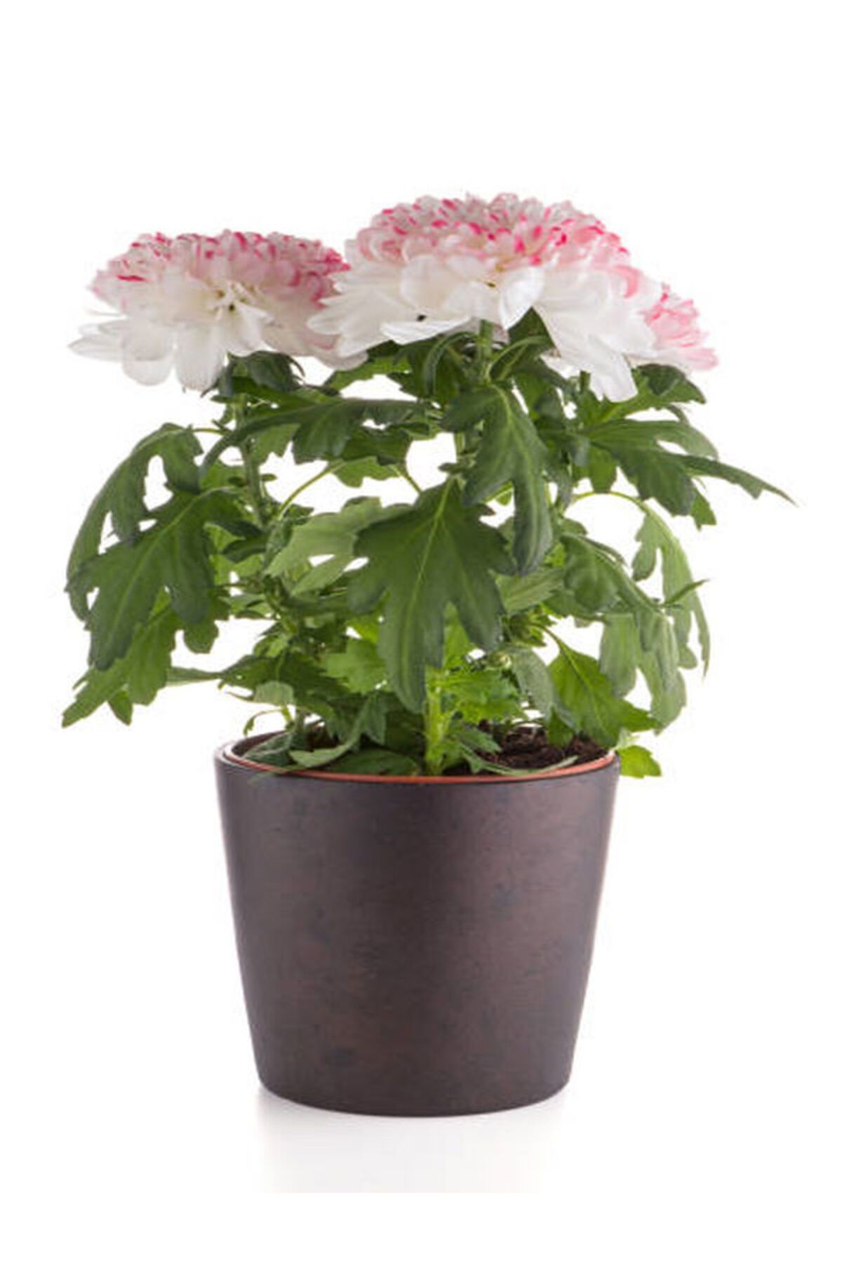 Flora Vadi Yoğun Kokulu Pembe Renkli Krizantem Çiçeği (Chrysanthemum)