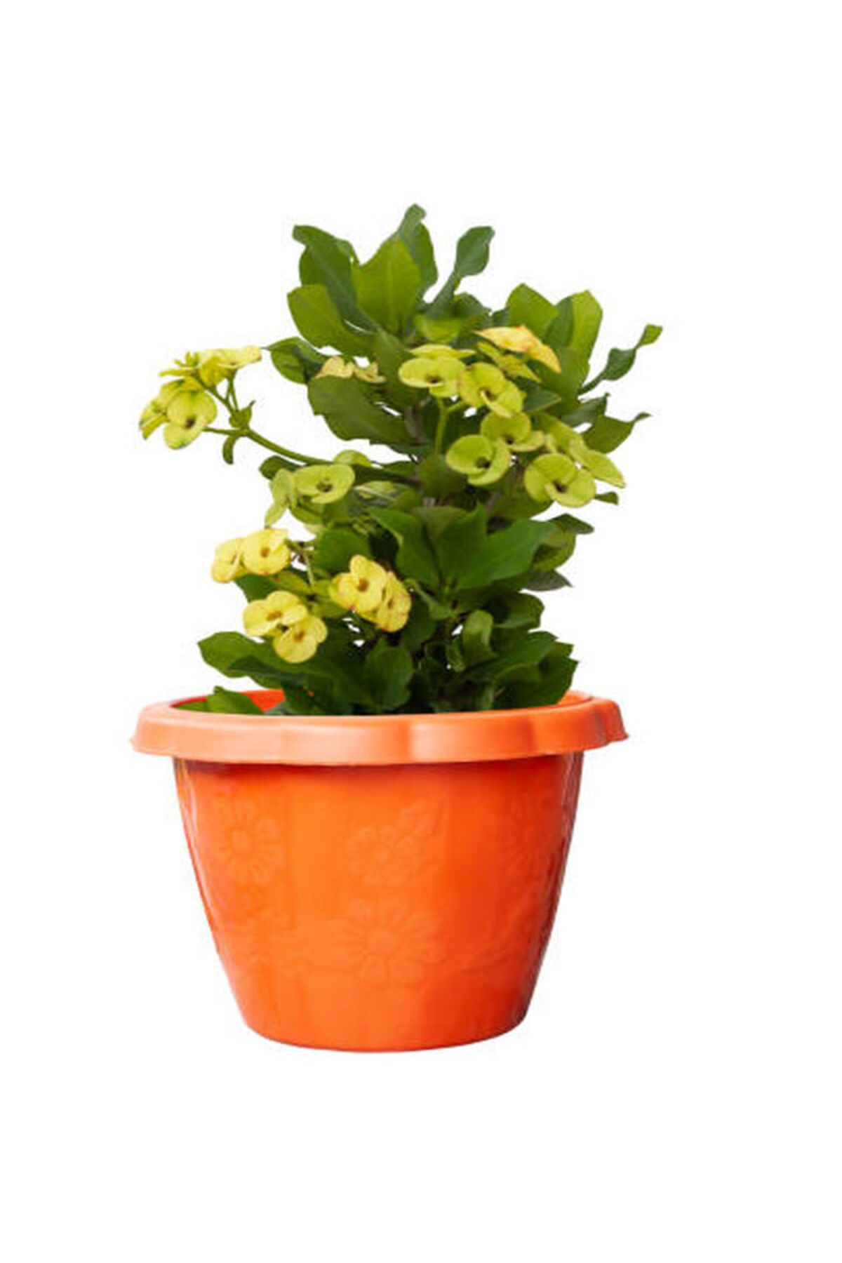 Flora Vadi İthal Dolgun Sarı Renkli Saksılı Dikenler Tacı Çiçeği (Euphorbia milii)