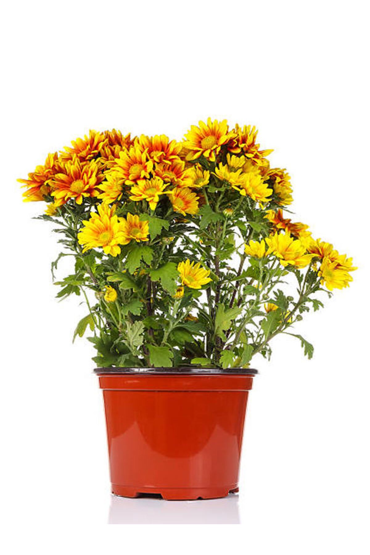 Flora Vadi Yoğun Kokulu Krizantem Çift Renkli (Chrysanthemum)