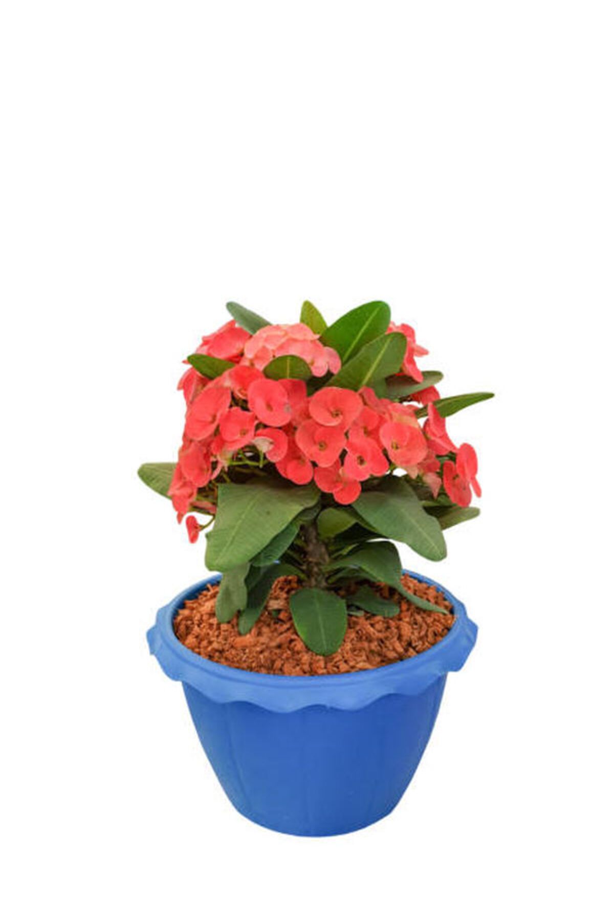 Flora Vadi İthal Dolgun Turuncu Renkli 1 Adet Saksılı Dikenler Tacı Çiçeği Euphorbia milii