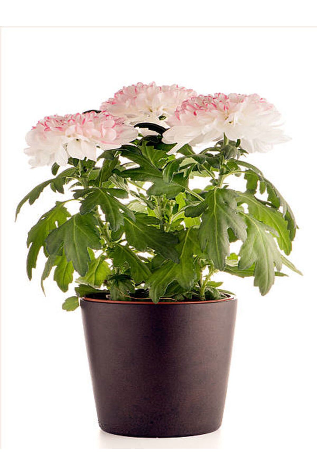 Flora Vadi Mis Kokulu Pembe Renkli Saksılı Krizantem Çiçeği (Chrysanthemum)