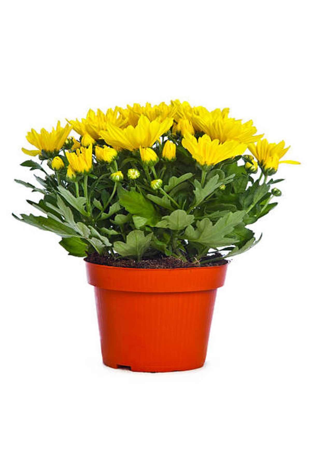Flora Vadi Sarı Renkli 1 Adet Saksılı Krizantem (Chrysanthemum)