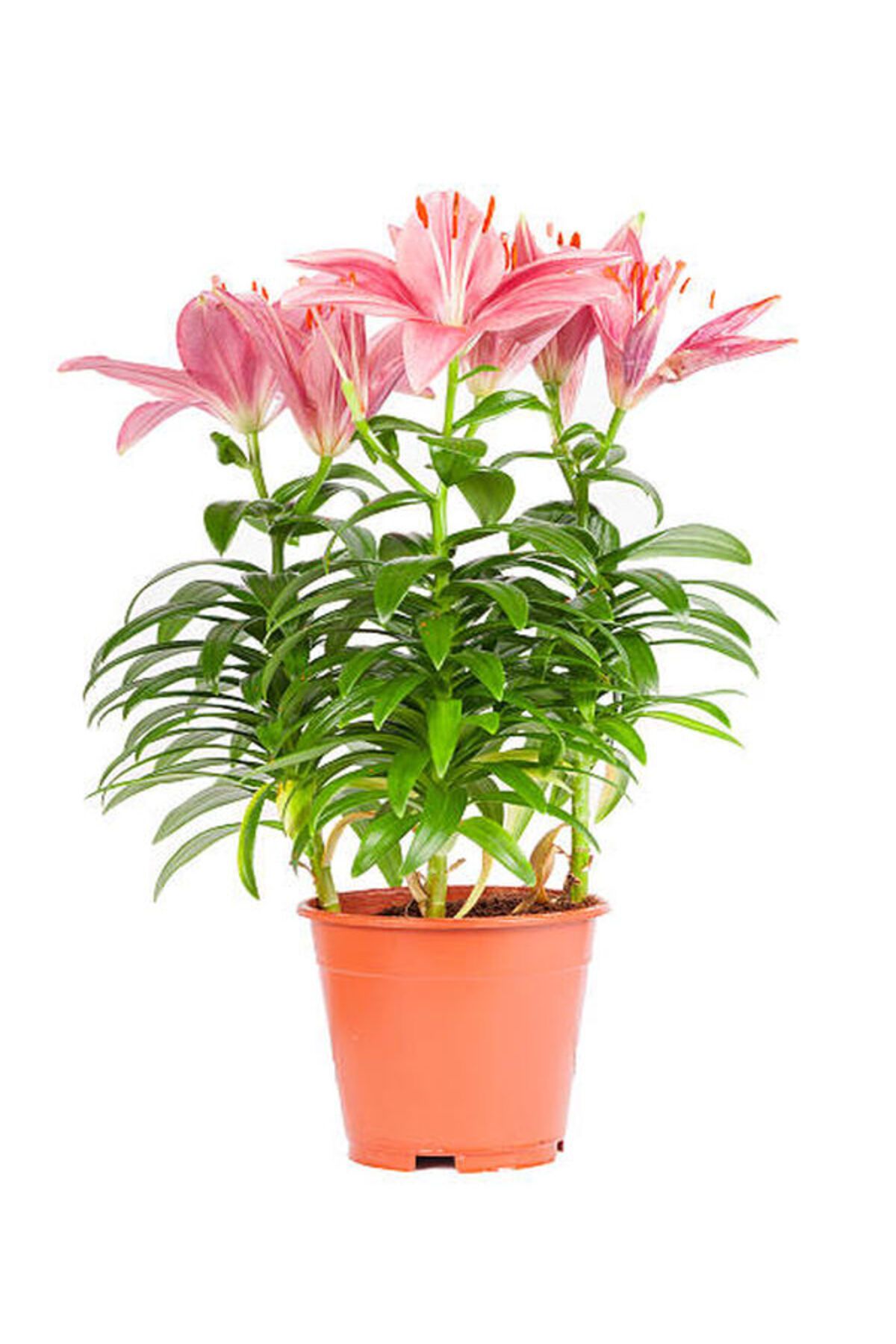 Flora Vadi Pembe Renkli 1 Adet Saksılı Lilyum Çiçeği İç/Dış Mekan Bitkisi Lilium