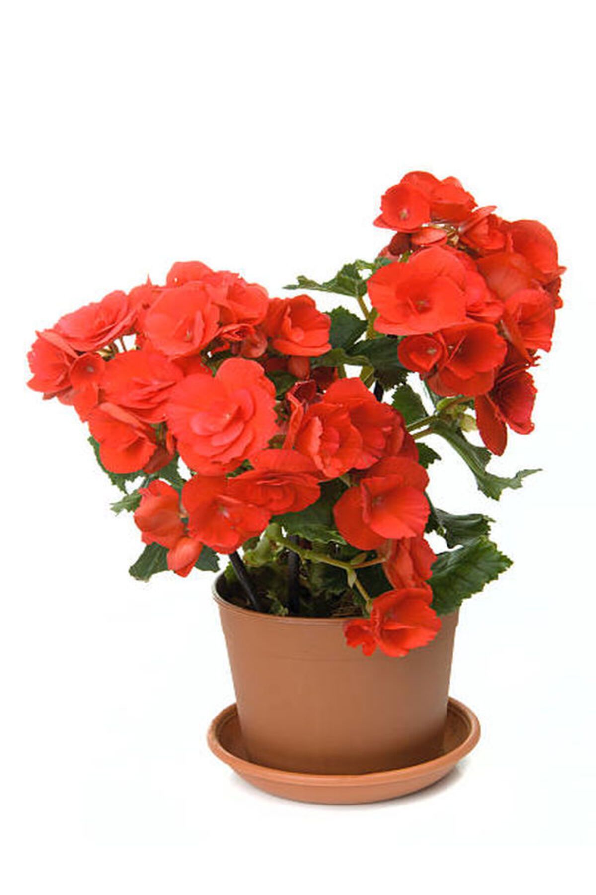 Flora Vadi Gül Begonya 1 Adet Saksılı Turuncu Renkli İç/Dış Mekan Bitkisi Begonia