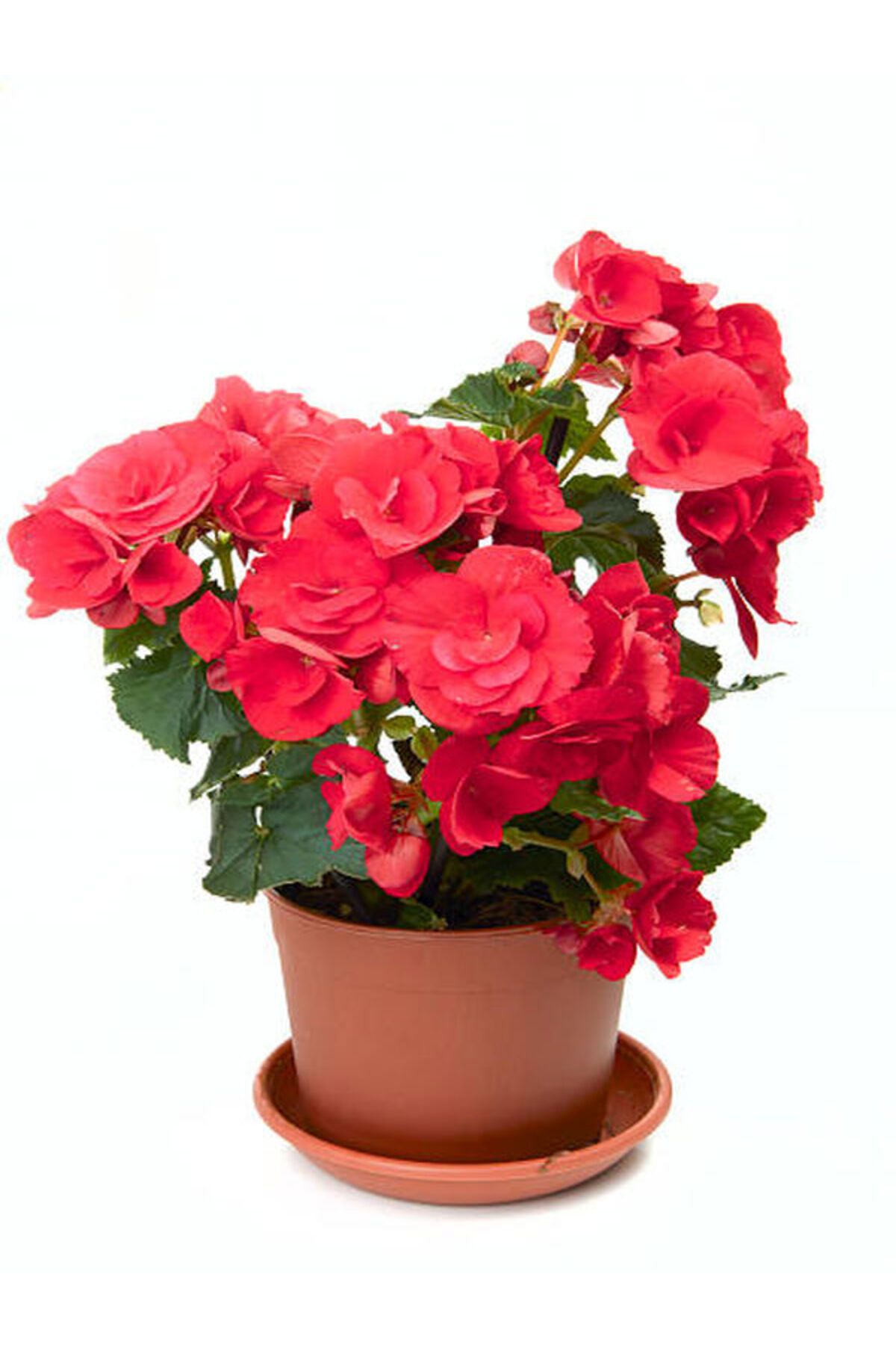 Flora Vadi Muthteşem Görünümlü Saksılı Pembe Gül Begonya Çiçeği Begonia
