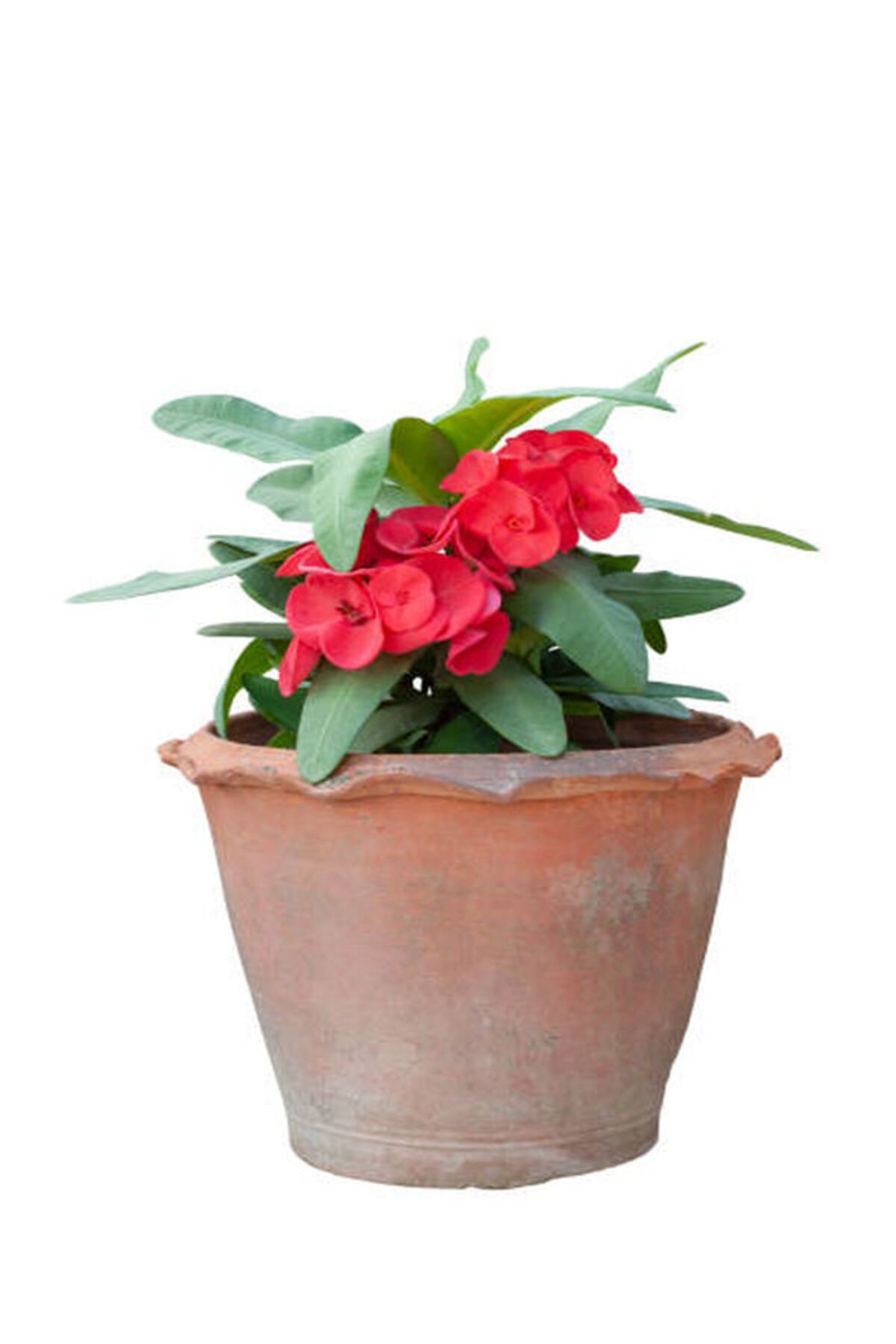 Flora Vadi İthal Dolgun Kırmızı Renkli 1 Adet Saksılı Dikenler Tacı Çiçeği Euphorbia milii
