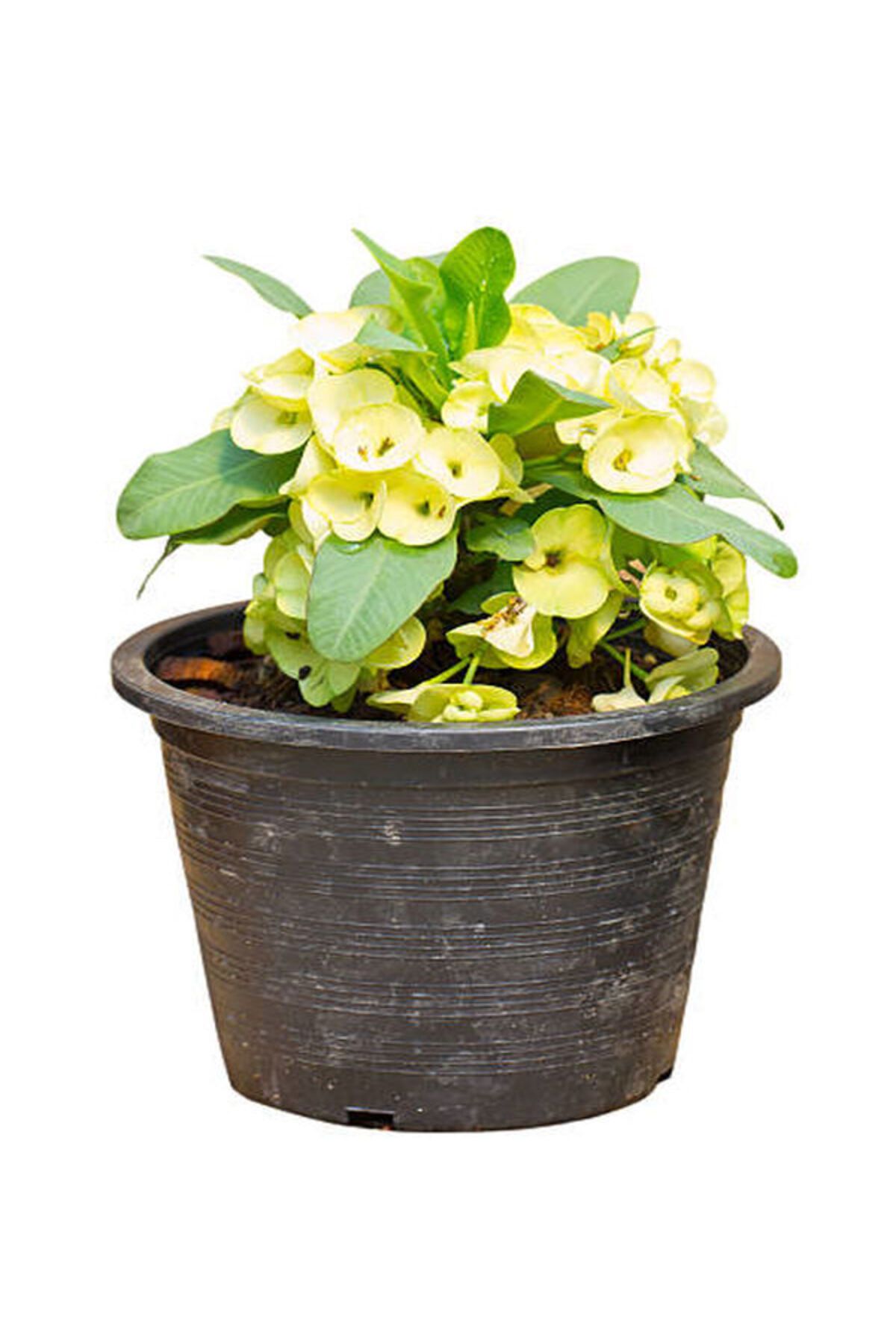 Flora Vadi İthal Dolgun Sarı Renkli Saksılı 1 Adet Milli Dikenler Tacı (Euphorbia milii)