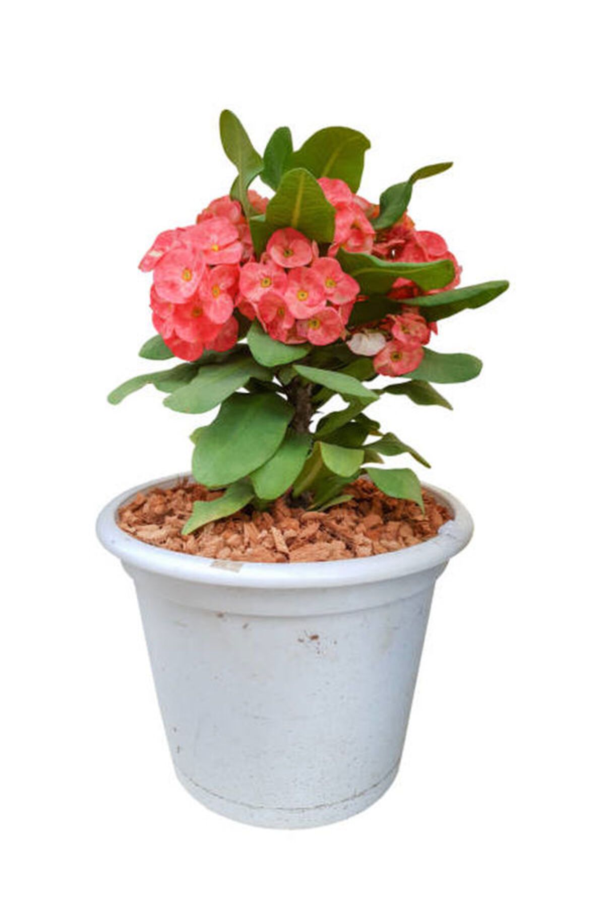 Flora Vadi İthal Dolgun Turuncu Renkli Saksılı Dikenler Tacı Çiçeği (Euphorbia milii)