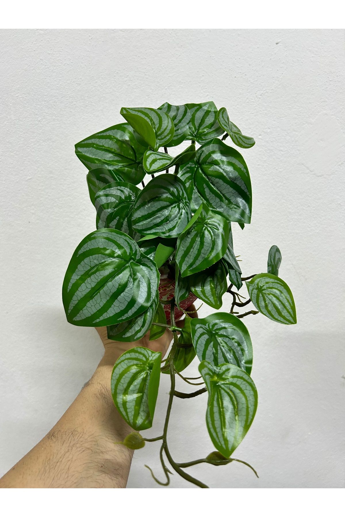 kamelyahome Yapay sarmaşık