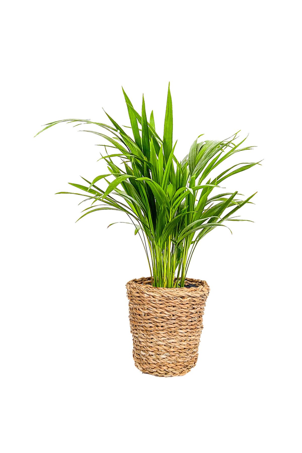 Fidanburada Areka Palmiyesi Mini (Dypsis Lutescens) Lanesse Düz Hasır Saksılı