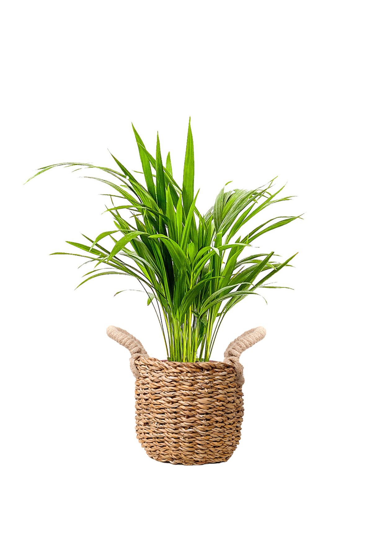 Fidanburada Areka Palmiyesi Mini (Dypsis Lutescens) Basic Hasır Saksılı
