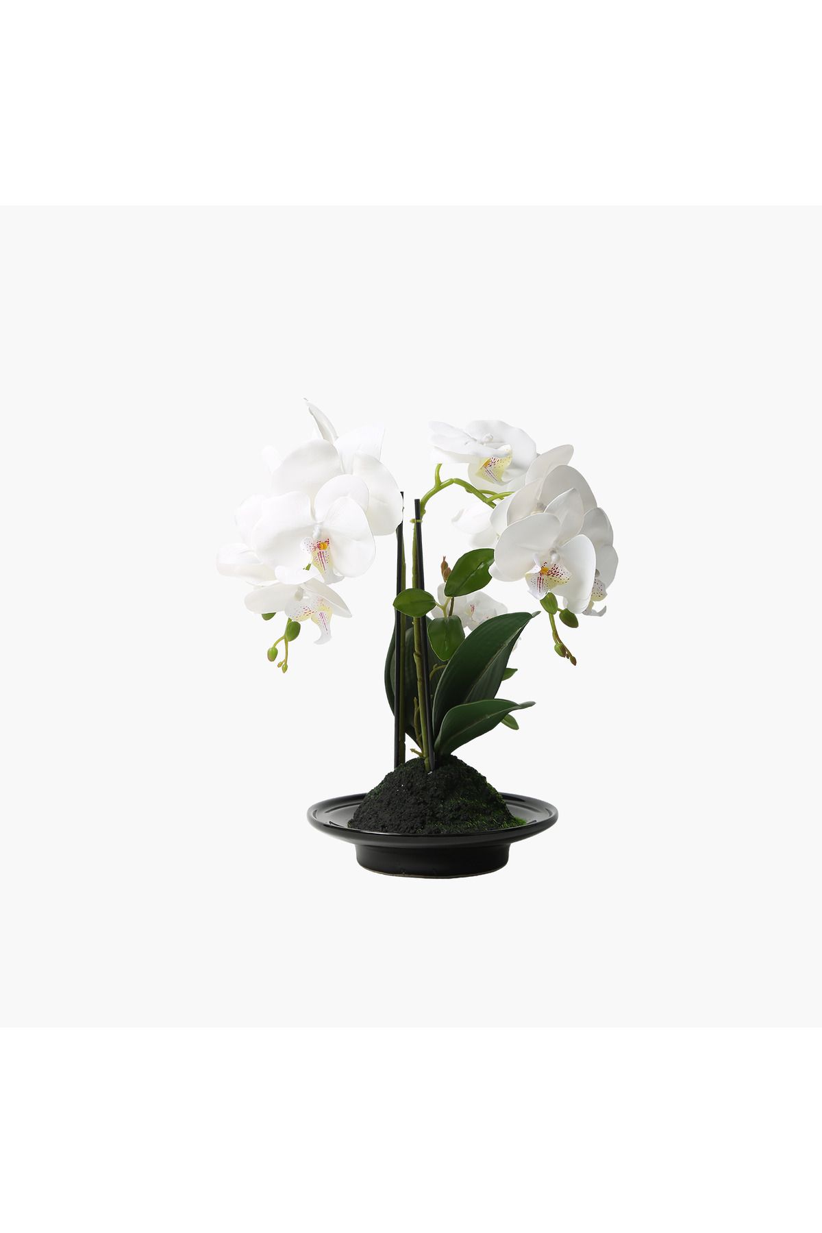 JASMIN CONCEPTS Saksılı Orkide Bitki Beyaz 32X15X34cm