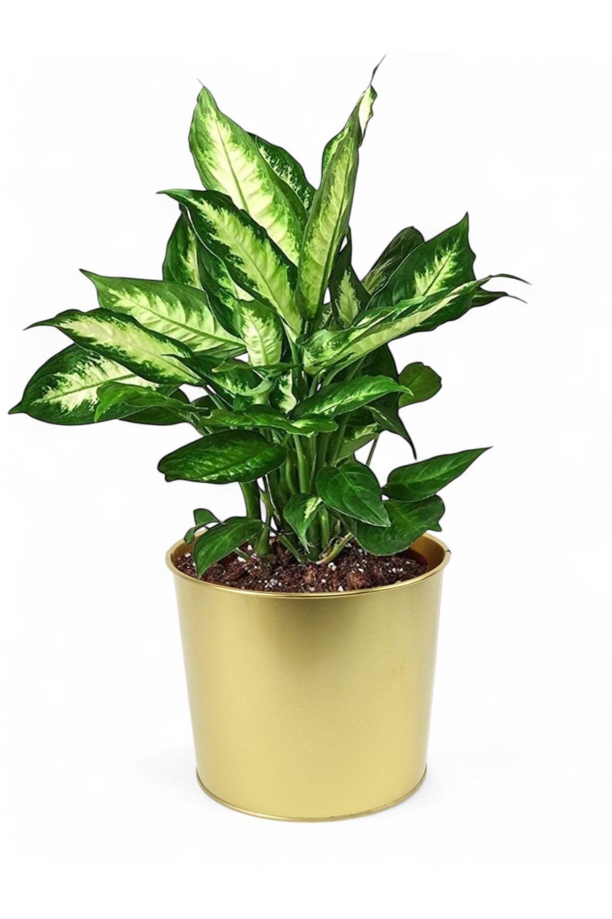 EVSTYLE DEKORATİF GOLD SAKSI - 22 CM