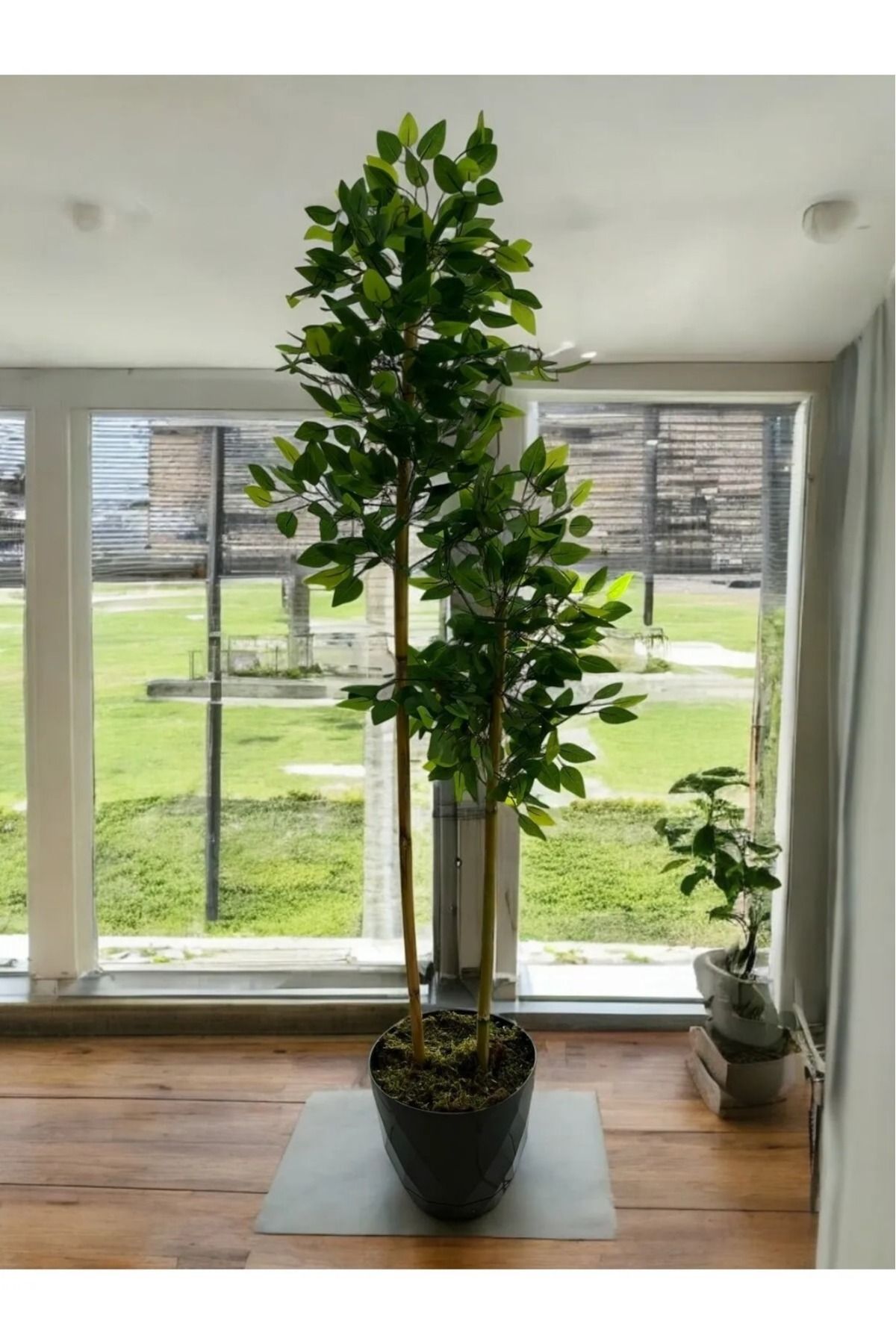 Altun Çiçekcilik Yapay Ağaç Benjamin 150 Cm
