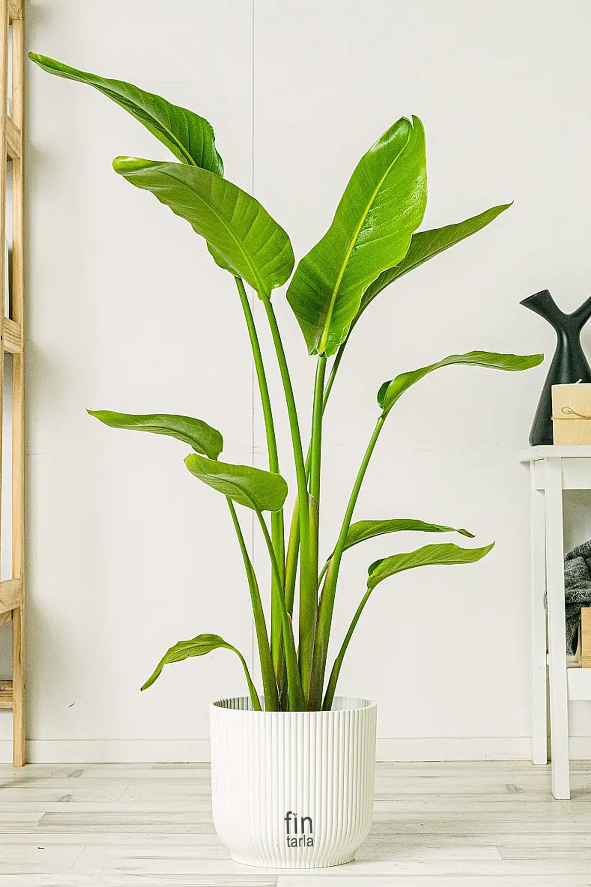 Fintarla Starliçe - 2 Köklü (Cennet Kuşu Çiçeği - Strelitzia 140-160 cm