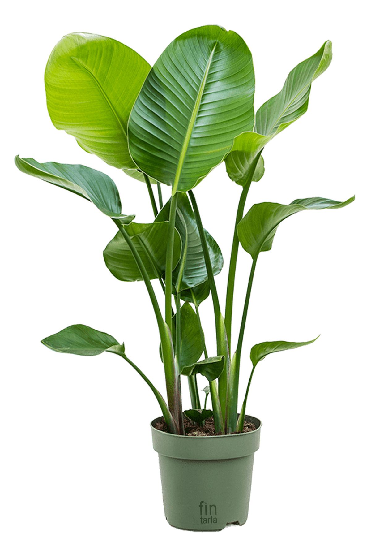 Fintarla Starliçe - 3 Köklü XL (Cennet Kuşu Çiçeği - Strelitzia 140-160 cm