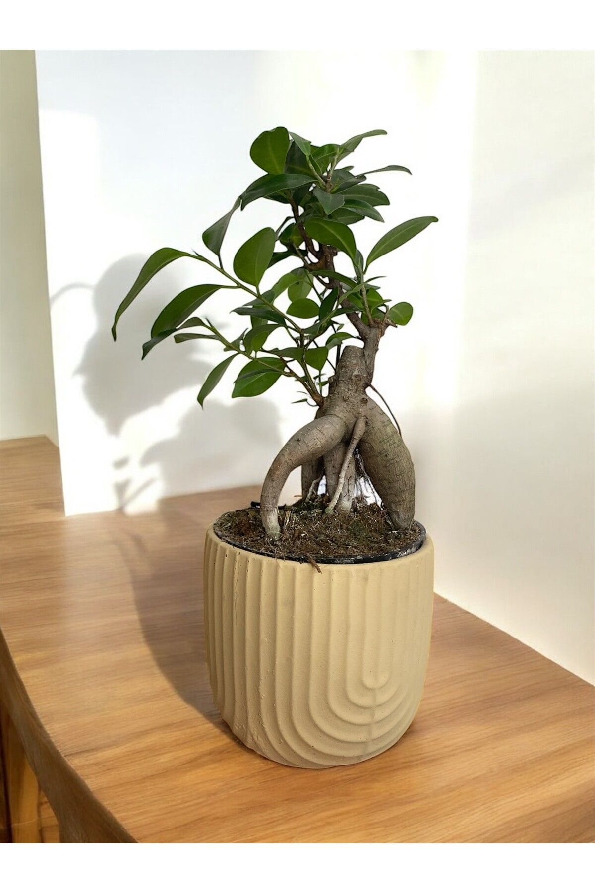 LİLYA Yuvarlak Beton Saksı, Boy 12cm Çap 12cm