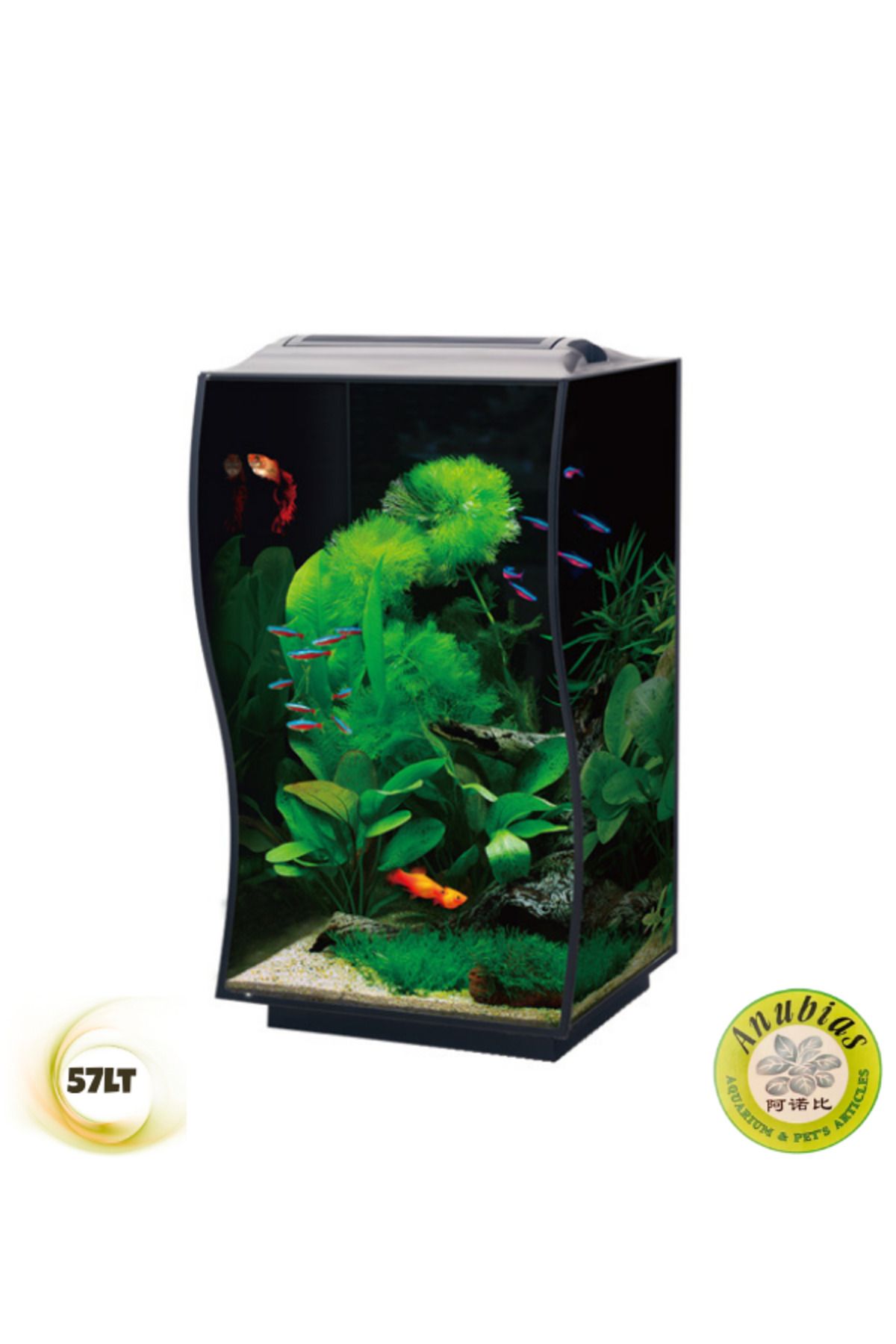 ANUBIAS AQUARIUM LIVE PLANTS Anubias Guppy 36 Nano Akvaryum Siyah 36 x 32 x 50 Cm