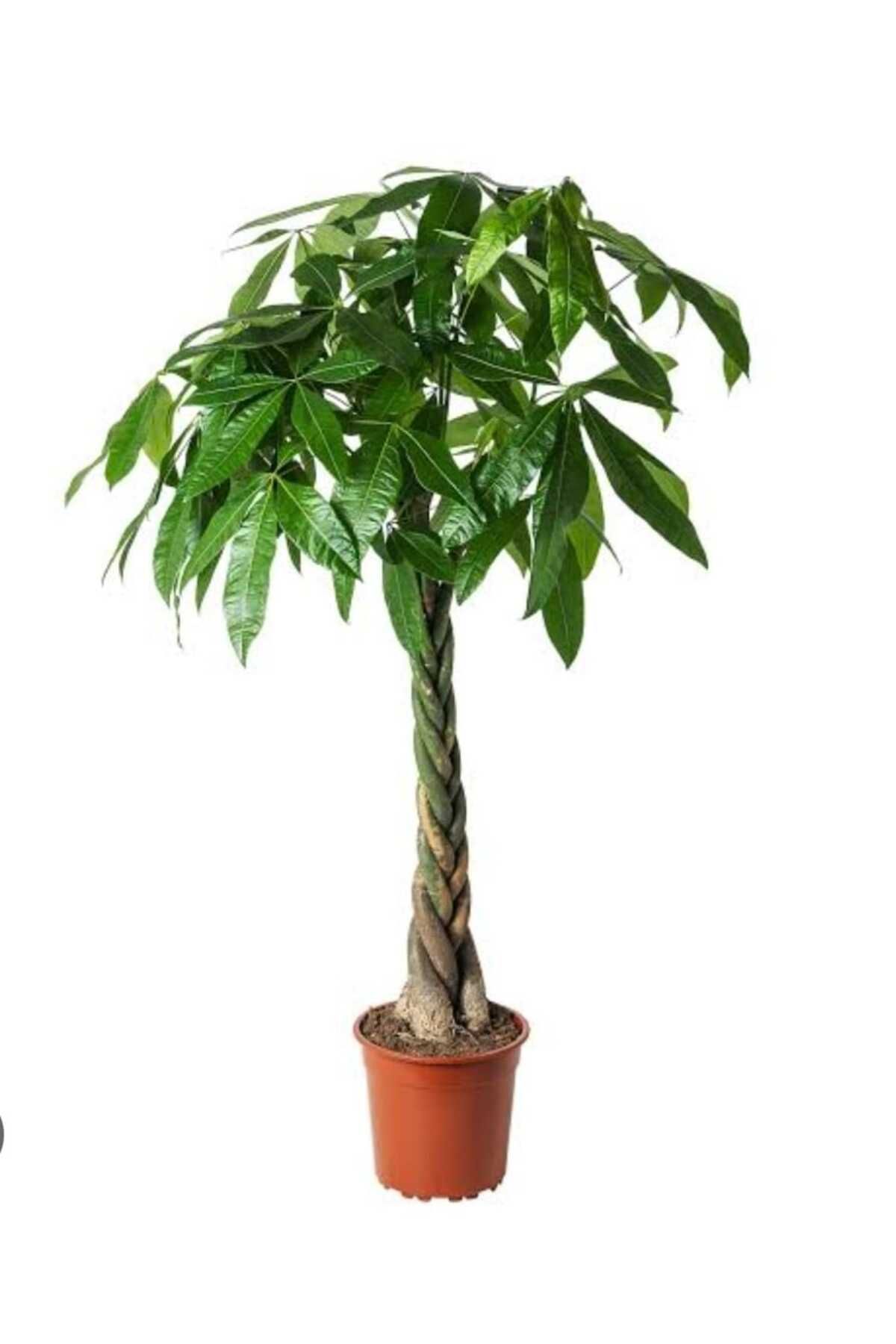 Çiçeklim Garden Para Ağacı (Pachira) 40-50 cm Ev Ve Ofis Bitkisi 1 Adet
