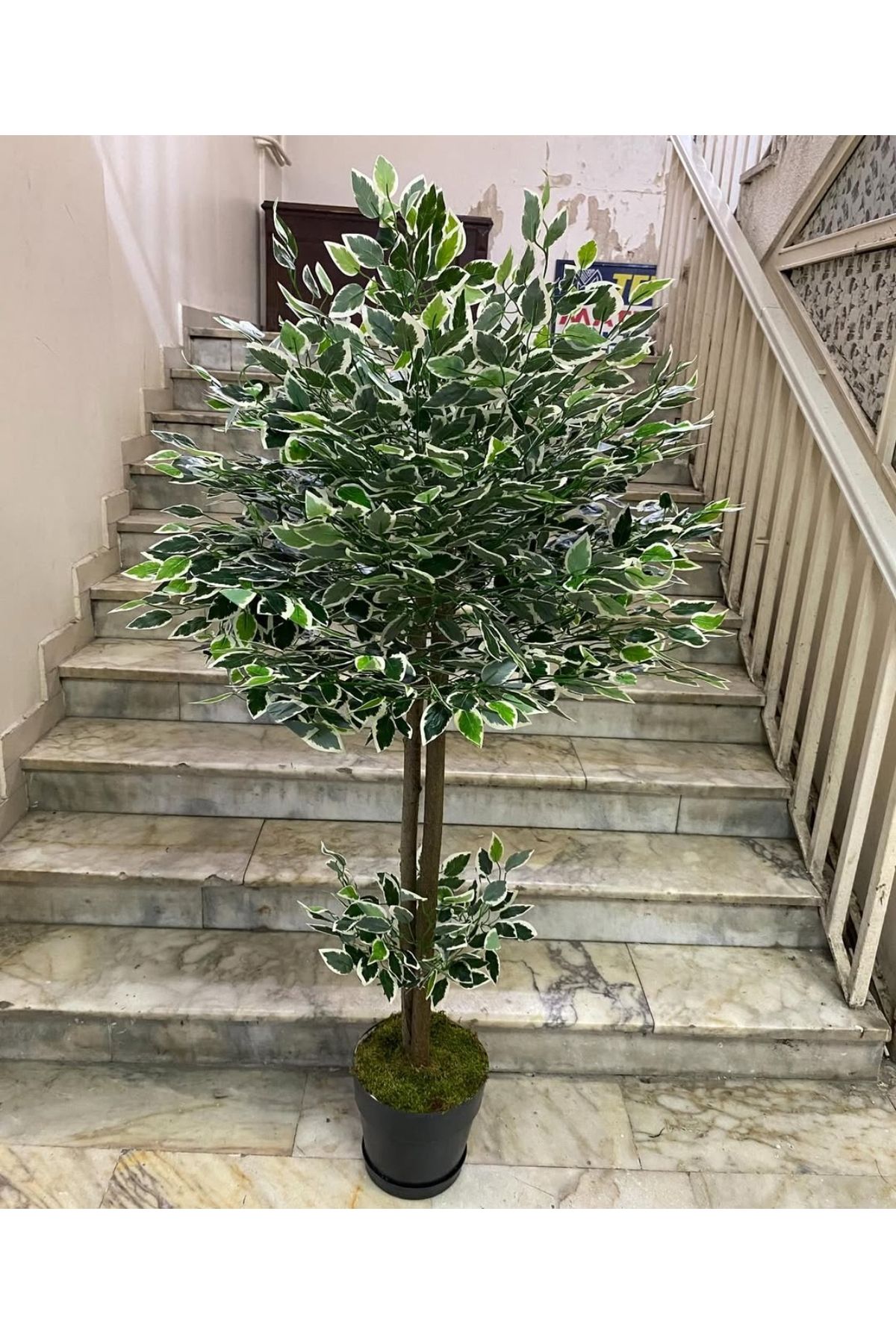 RUZGARCİCEK Rüzgar Yapay Çiçekçilik 160 cm Ficus Ağacı