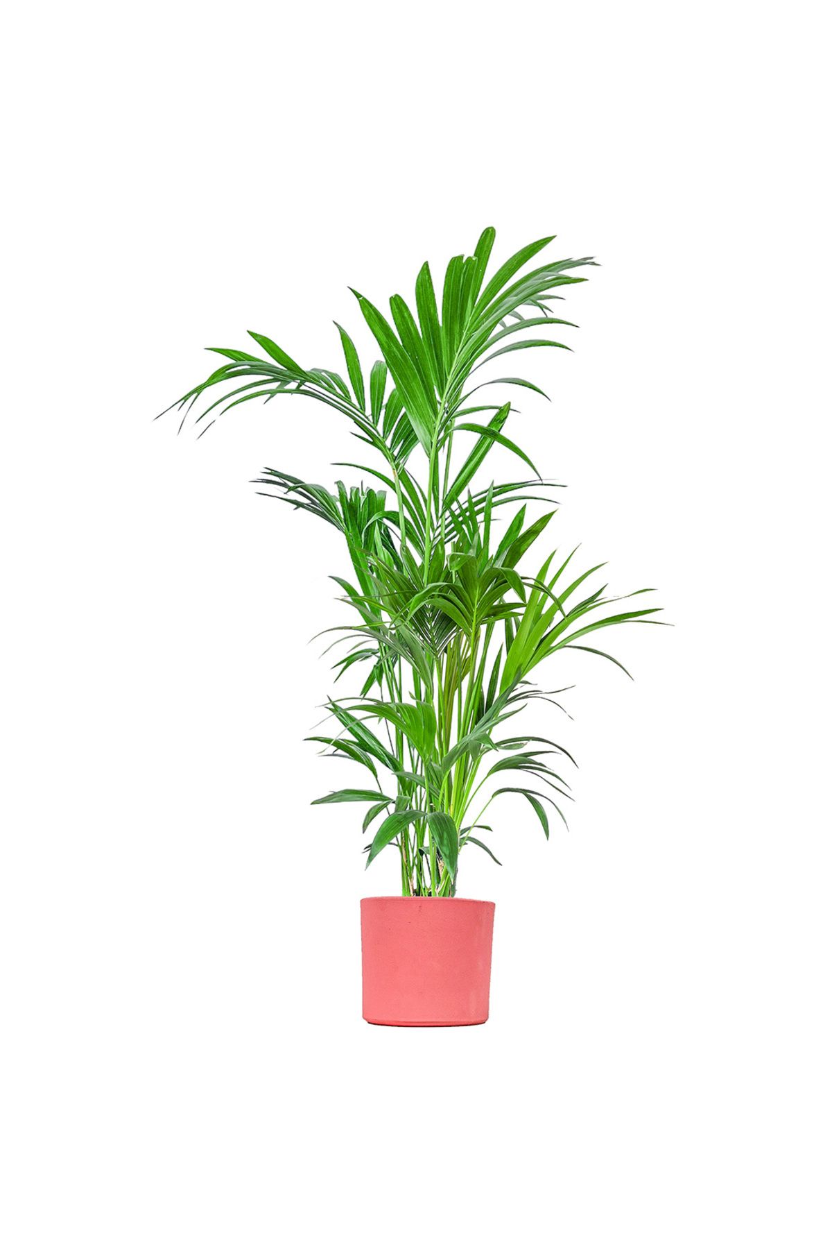 Fidanburada Kentia Palmiyesi Large (Howea Forsteriana) Ruby Pembe Saksılı