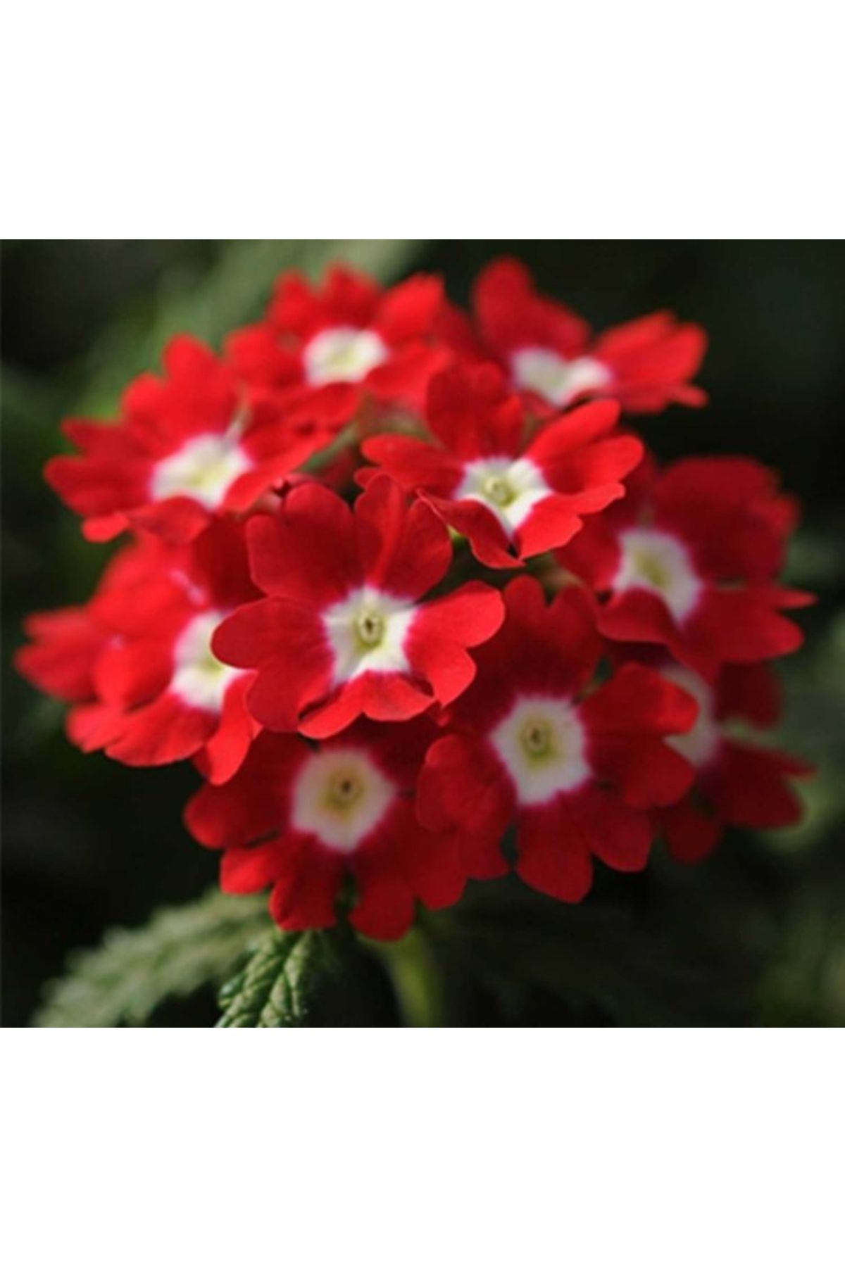 MASAL GARDEN MİNE ÇİÇEĞİ FİDANI KIRMIZI