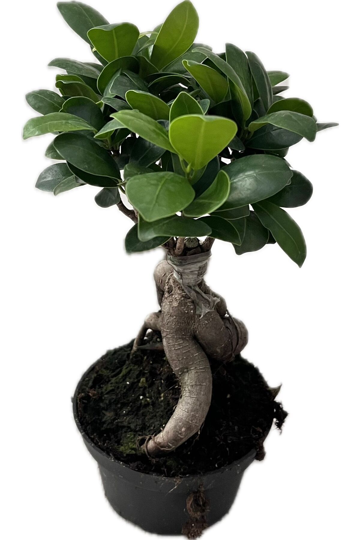 NO BRAND Canlı Bonsai Ağacı – Dekoratif Saksıda Mini Ağaç | Hediye ve İç Mekan İçin Özel Bitki