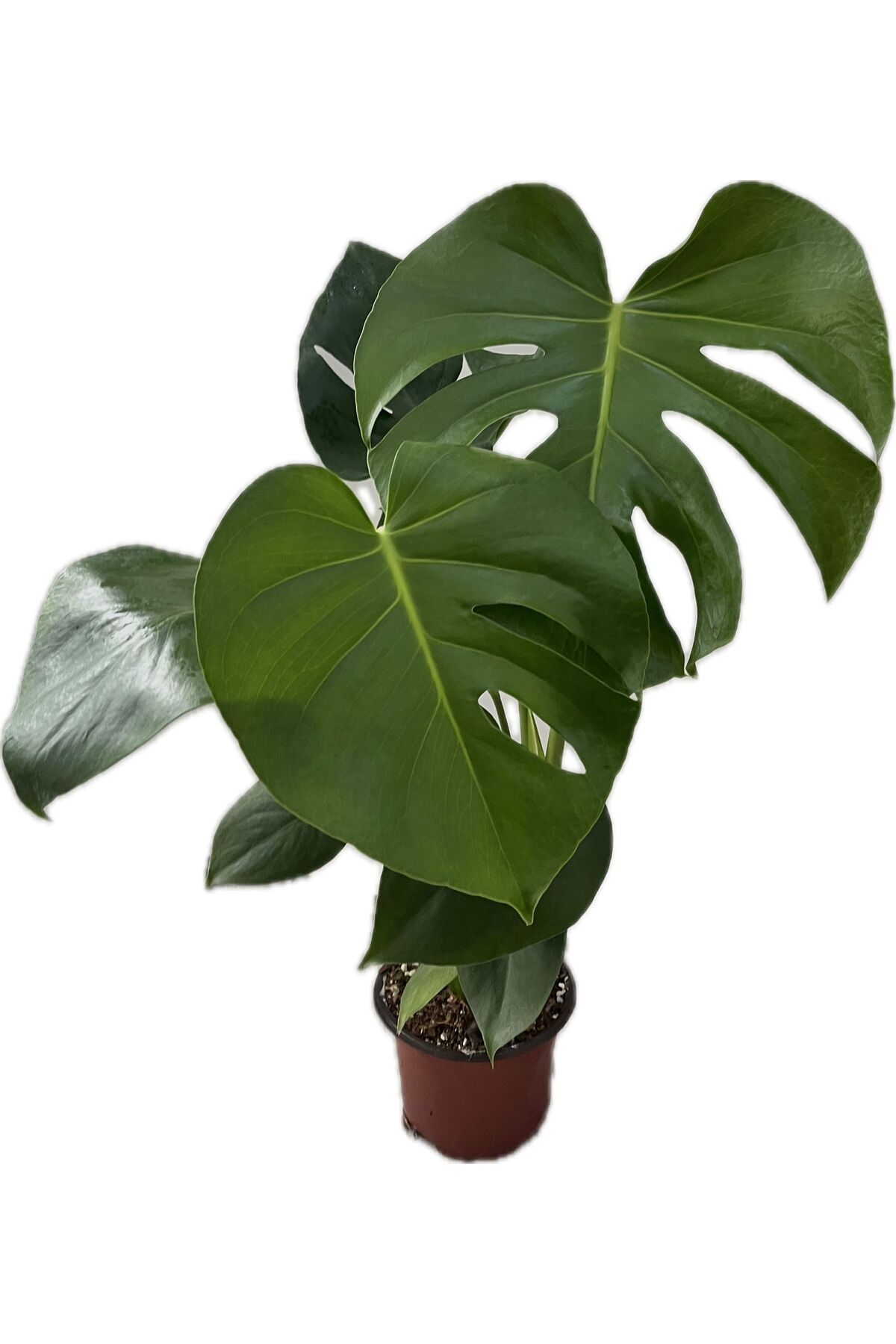 NO BRAND Canlı Deve Tabanı (Monstera) – Büyük Yapraklı Tropikal Bitki | Kolay Bakım, Dekoratif Saksılı