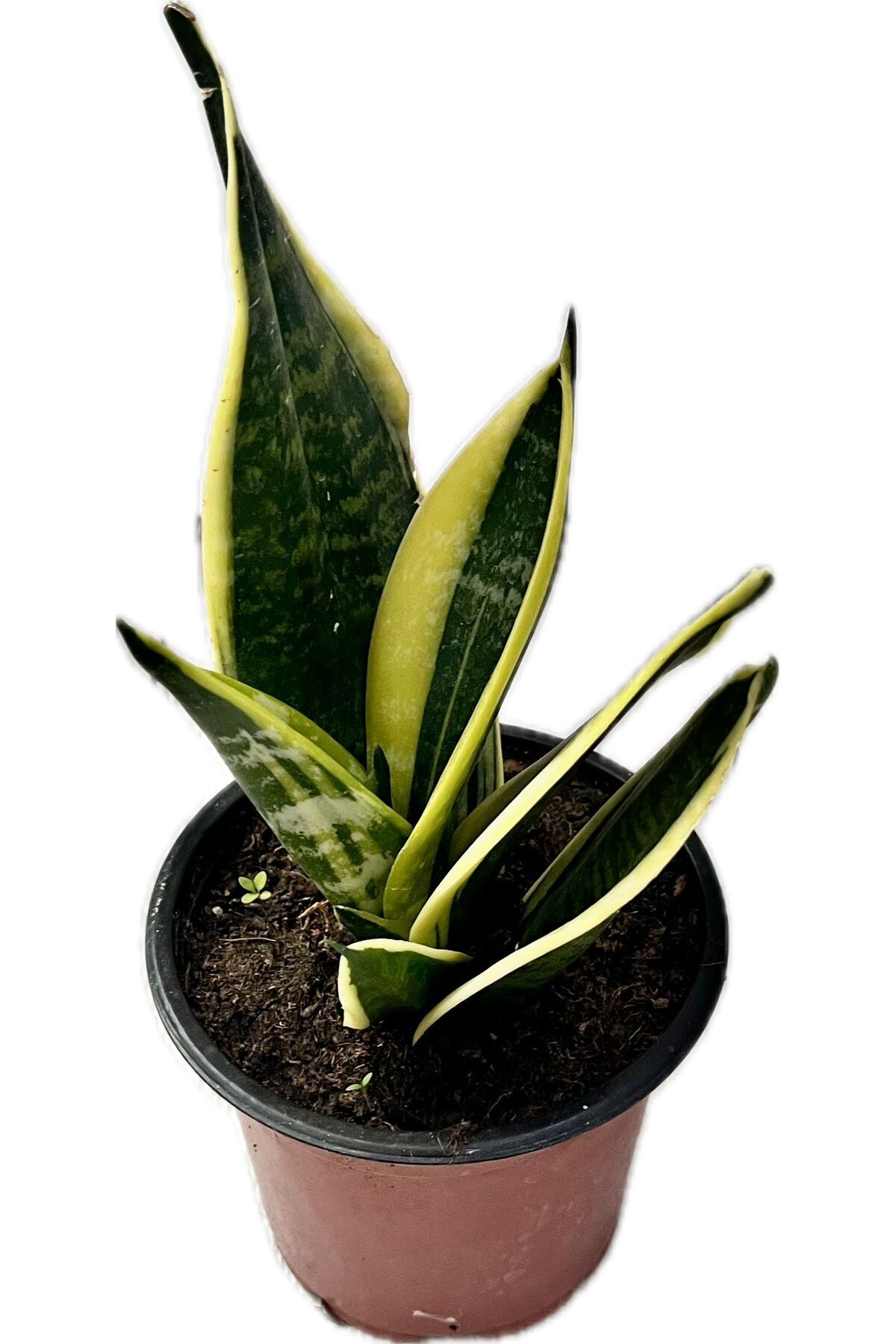 NO BRAND Canlı Paşa Kılıcı (Sansevieria) – Hava Temizleyen Kolay Bakımlı Bitki | Saksılı, İç Mekan Çiçeği