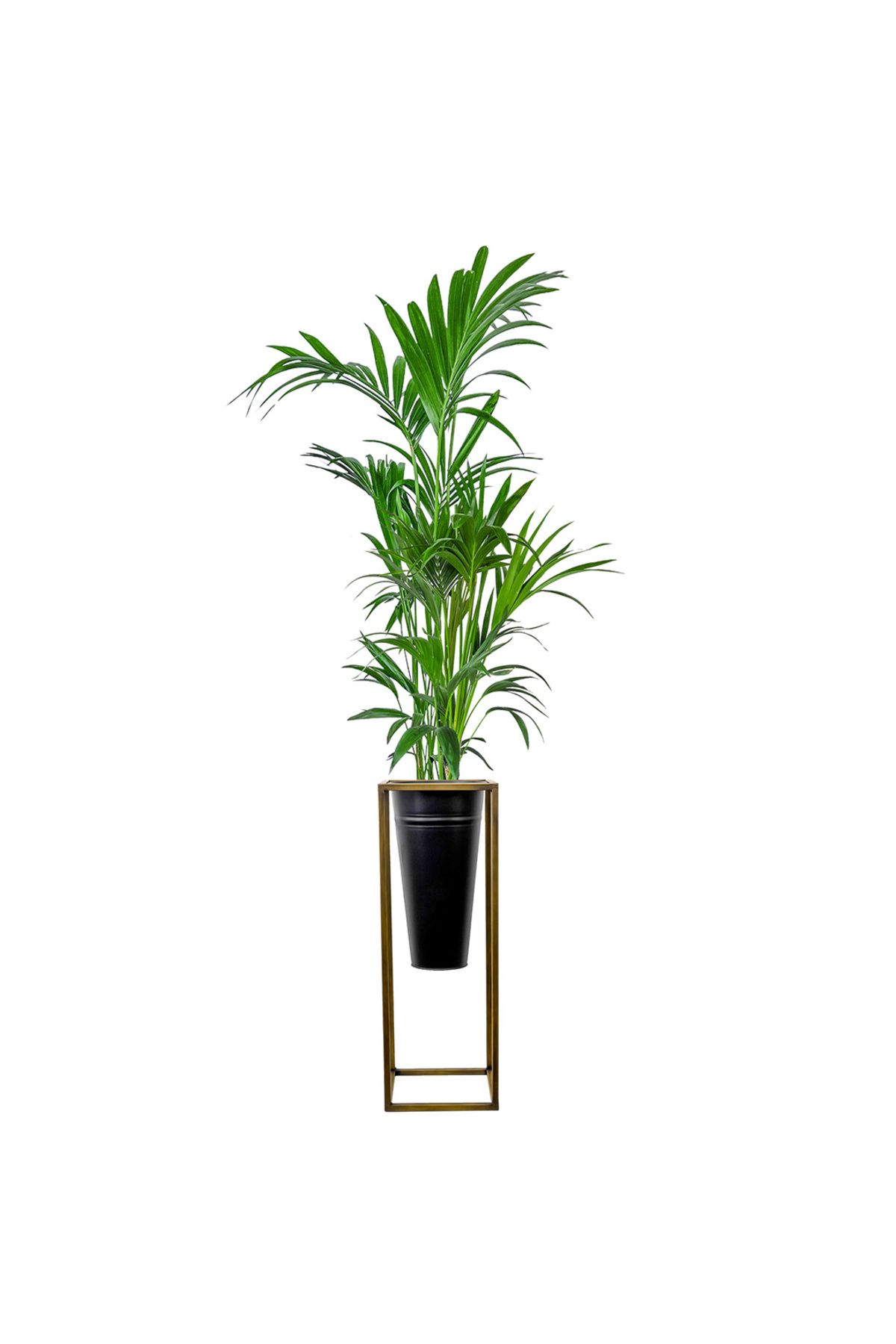 Fidanburada Kentia Palmiyesi Large (Howea Forsteriana) Gold Ayaklı Siyah Metal Saksılı