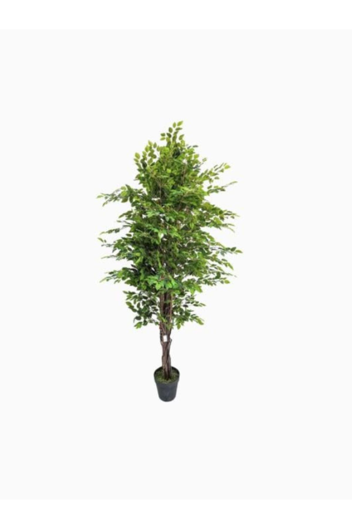 Generic-Ficus tree 210 cm in a box 1