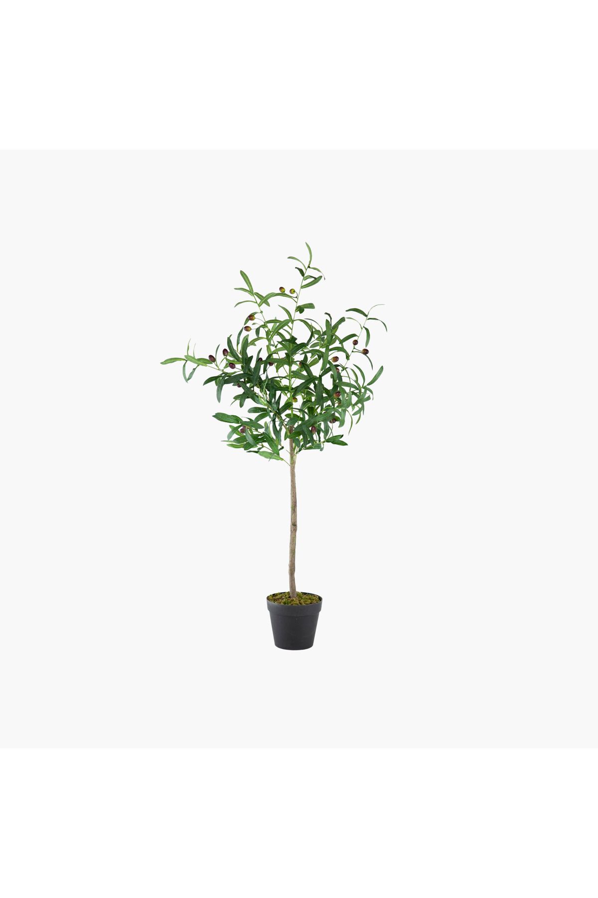 JASMIN CONCEPTS Saksılı Zeytin Ağacı 44X40X108cm