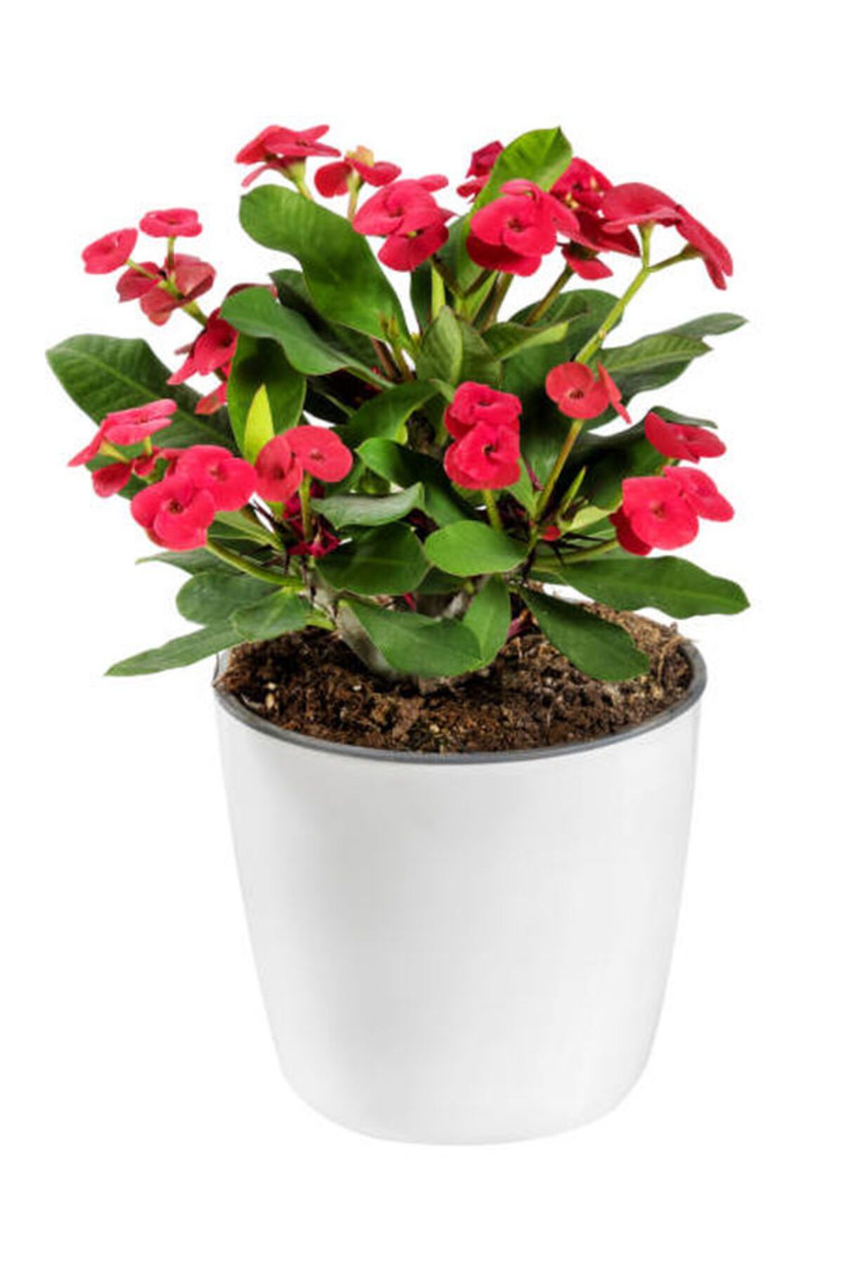 Flora Vadi İthal Milli Dikenler Tacı 1 Adet Saksılı Kırmızı Rekli (Euphorbia milii)