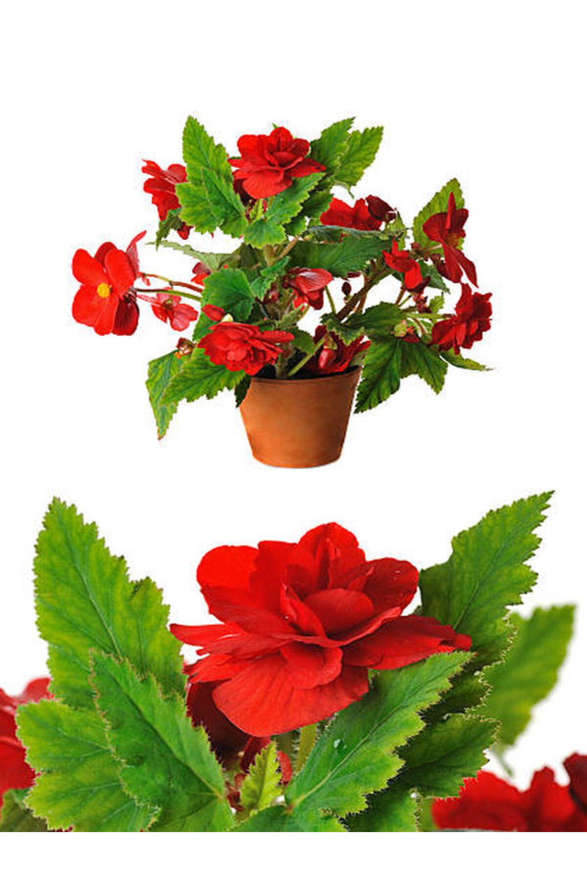 Flora Vadi Çiçekli Kırmızı Gül Begonya Üretim Saksılı İç/Dış Mekan Bitkisi Begonia