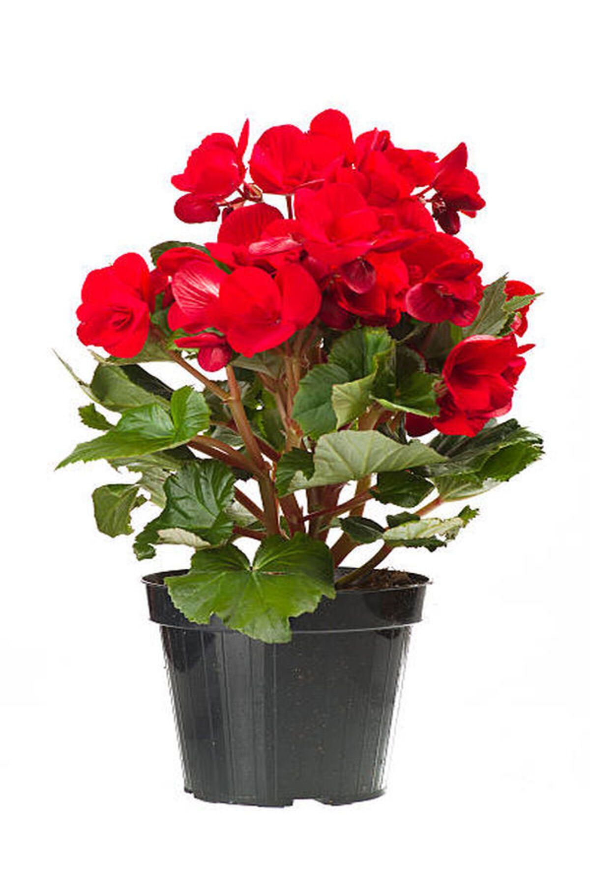 Flora Vadi Kırmzı Renkli Gül Begonya 20-40Cm 1 Adet Saksılı İç/Dış Mekan Bitkisi Begonia