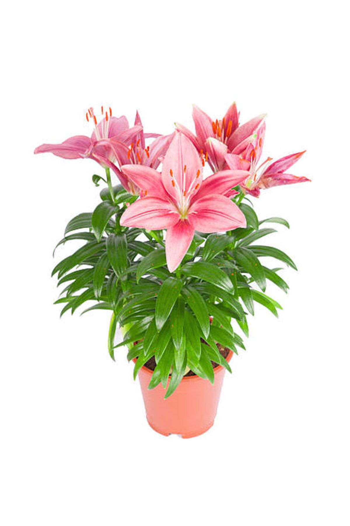 Flora Vadi Harika Görünümlü Pembe Lilyum Çiçeği Lilium