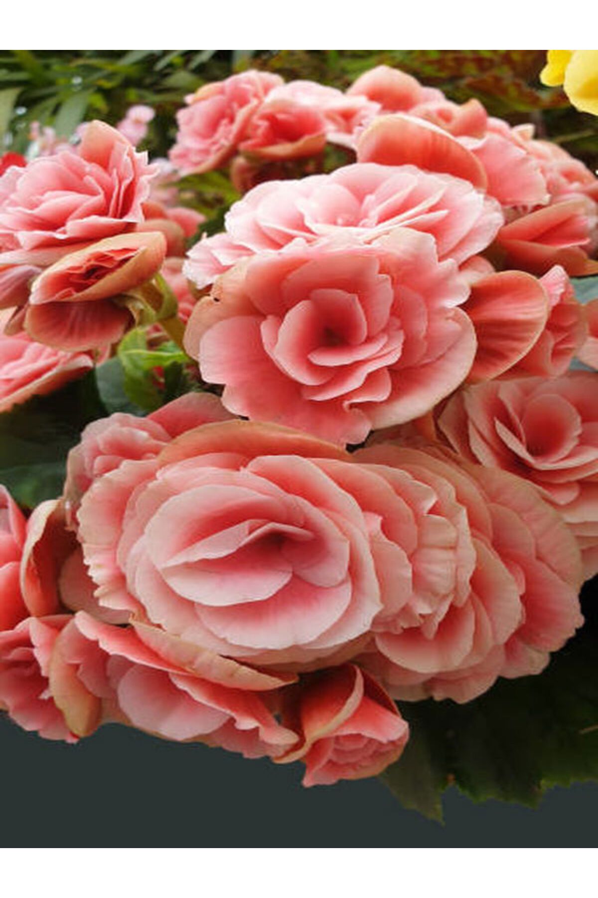 Flora Vadi Çiçekli Pembe Gül Begonya Üretim Saksılı İç/Dış Mekan Bitkisi Begonia