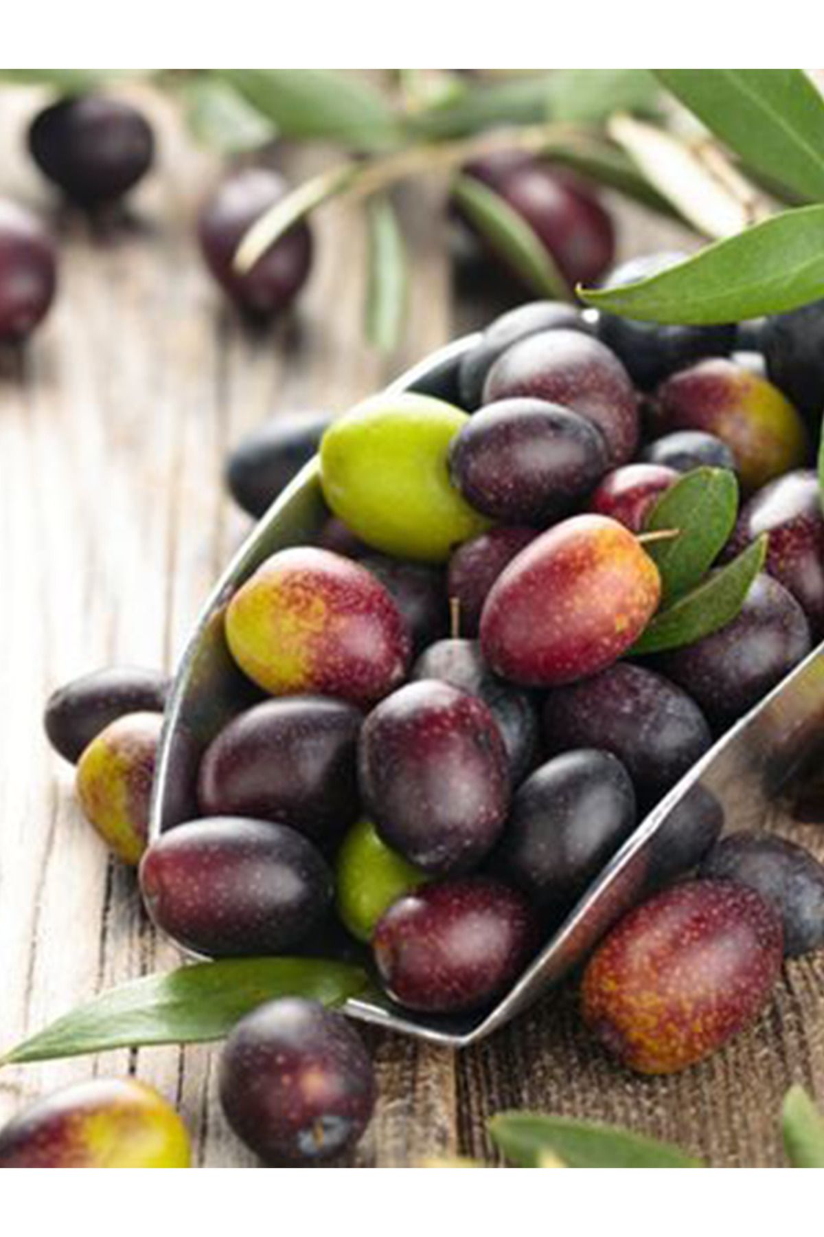 shop Gemlik Zeytin Fidanı
