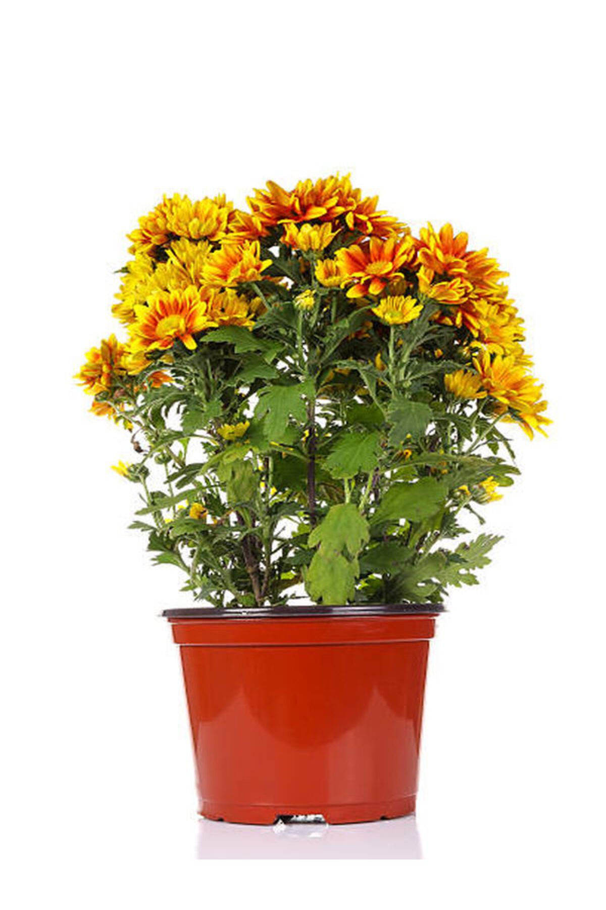 Flora Vadi Krizantem Saksılı Çift Renkli İç/Dış Mekan Bitkisi (Chrysanthemum)