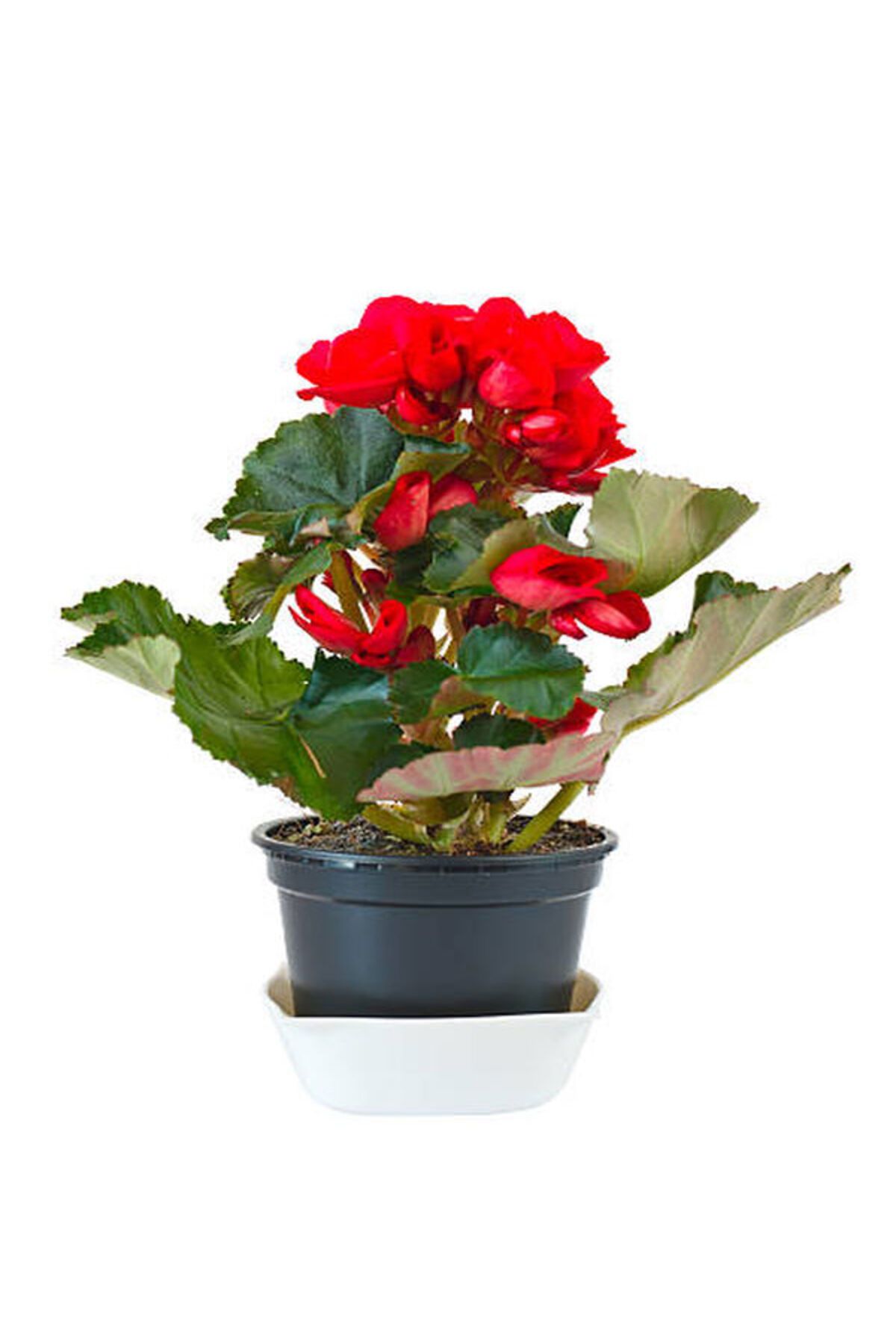 Flora Vadi Kırmzı Renkli 20-50Cm 1 Adet Saksılı Gül Begonya Çiçeği Begonia