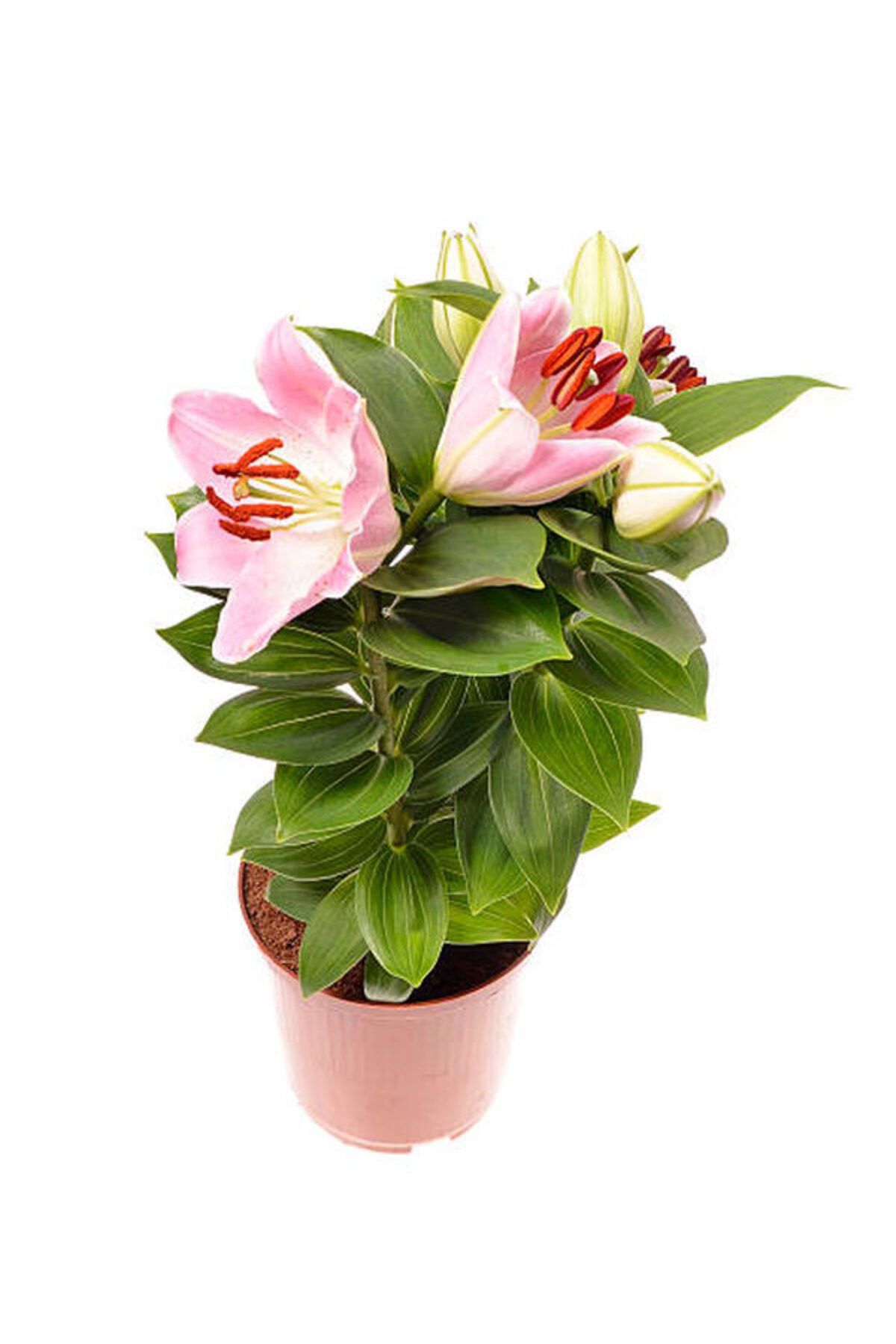 Flora Vadi Üretim Saksılı Lilyum Çiçeği Lilium