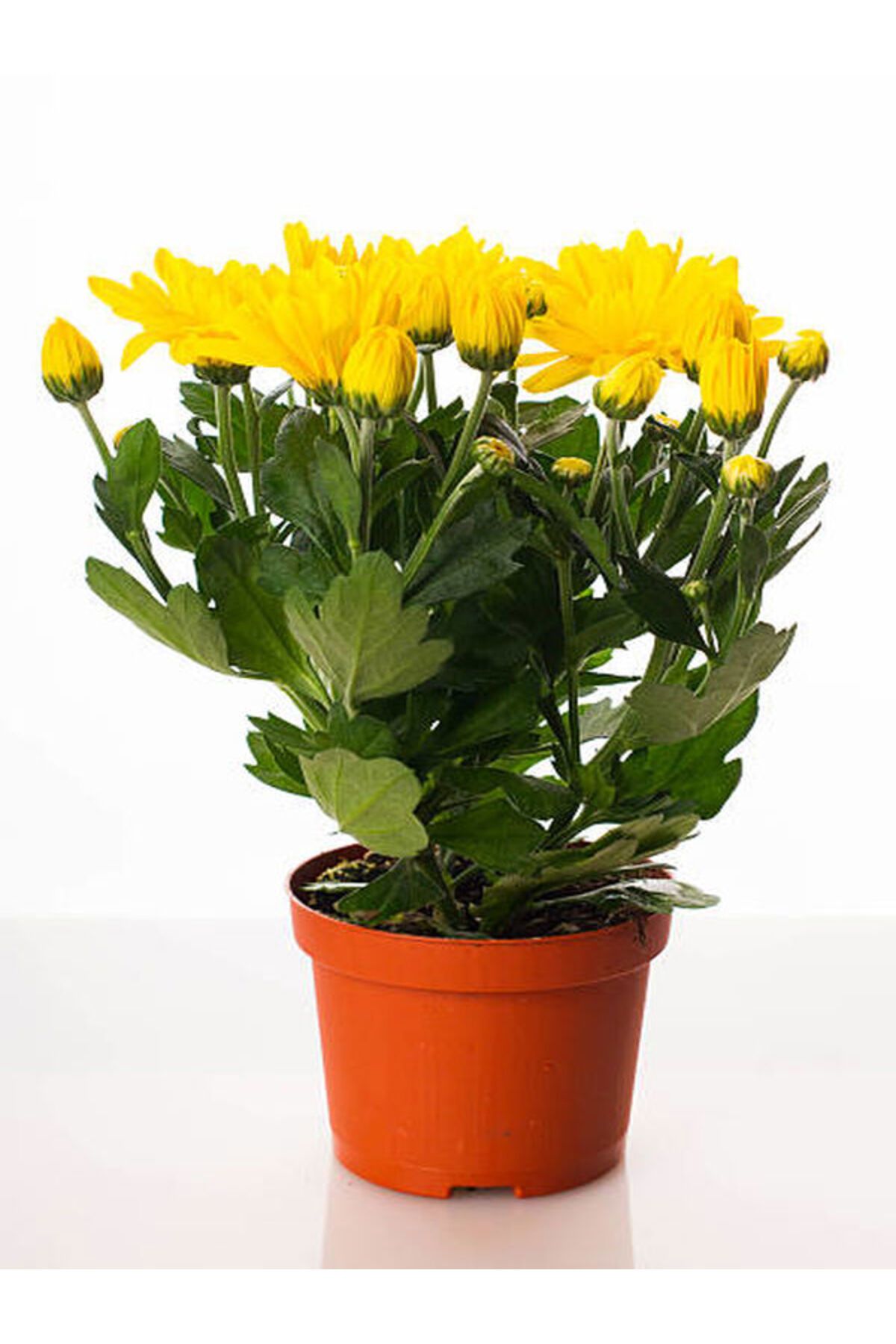 Flora Vadi Muhteşem Kokulu Sarı Çiçekli Krizantem (Chrysanthemum)