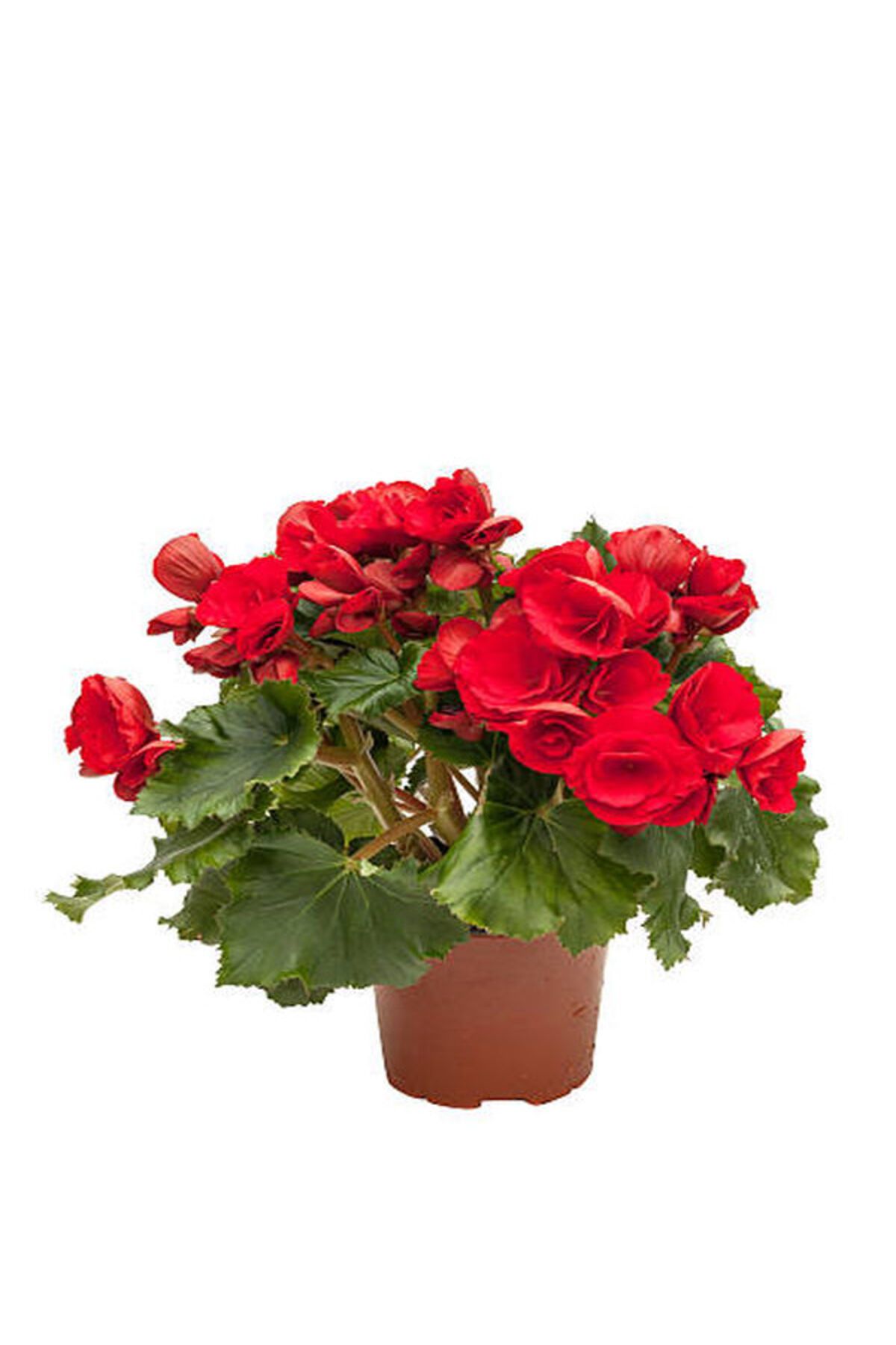 Flora Vadi Dolgun Formlu Saksılı 1 Adet Kırmızı Renkli Gül Begonya Begonia