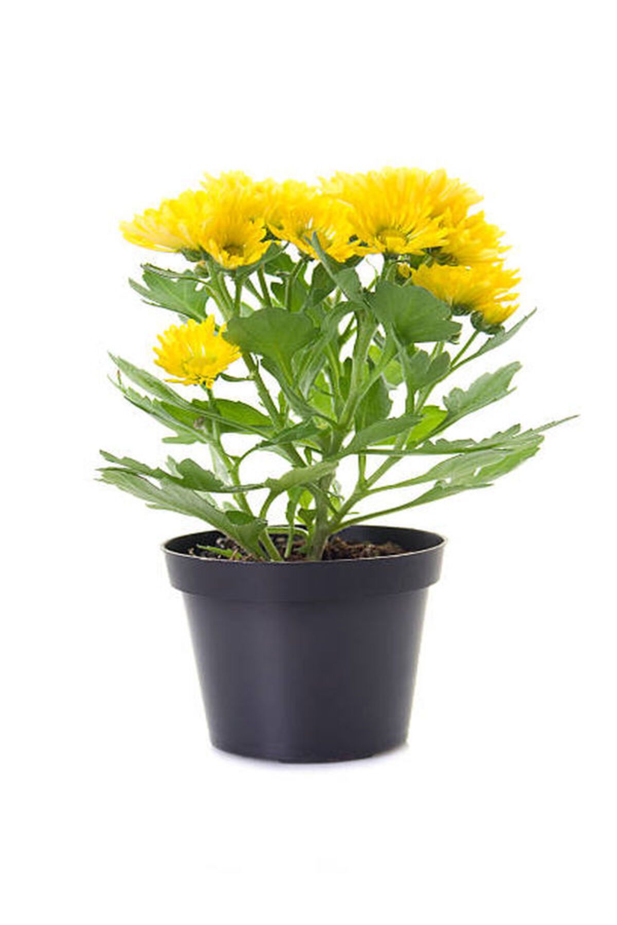 Flora Vadi Yoğun Kokulu Sarı Renkli Krizantem Çiçeği (Chrysanthemum)